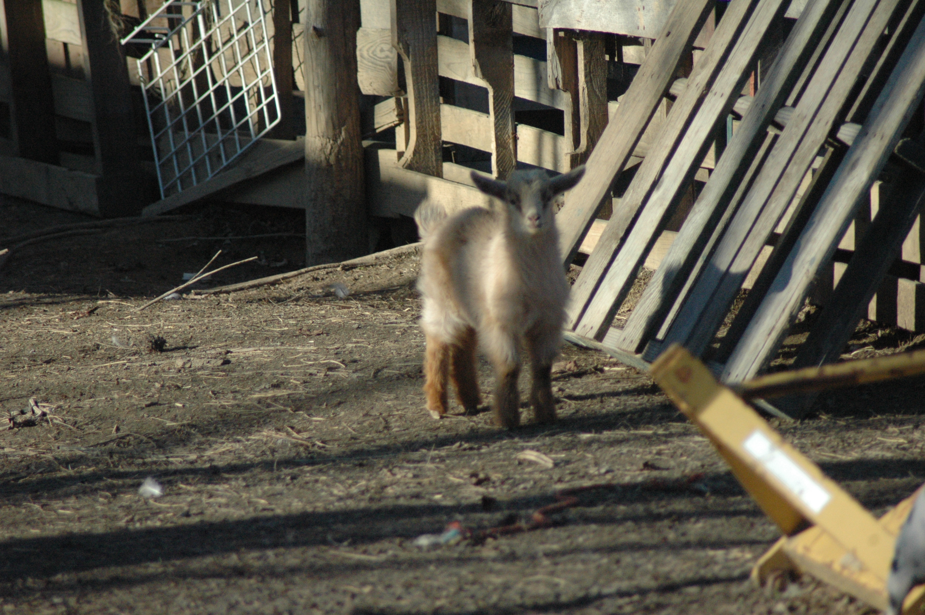 Butters Baby 1 F photo