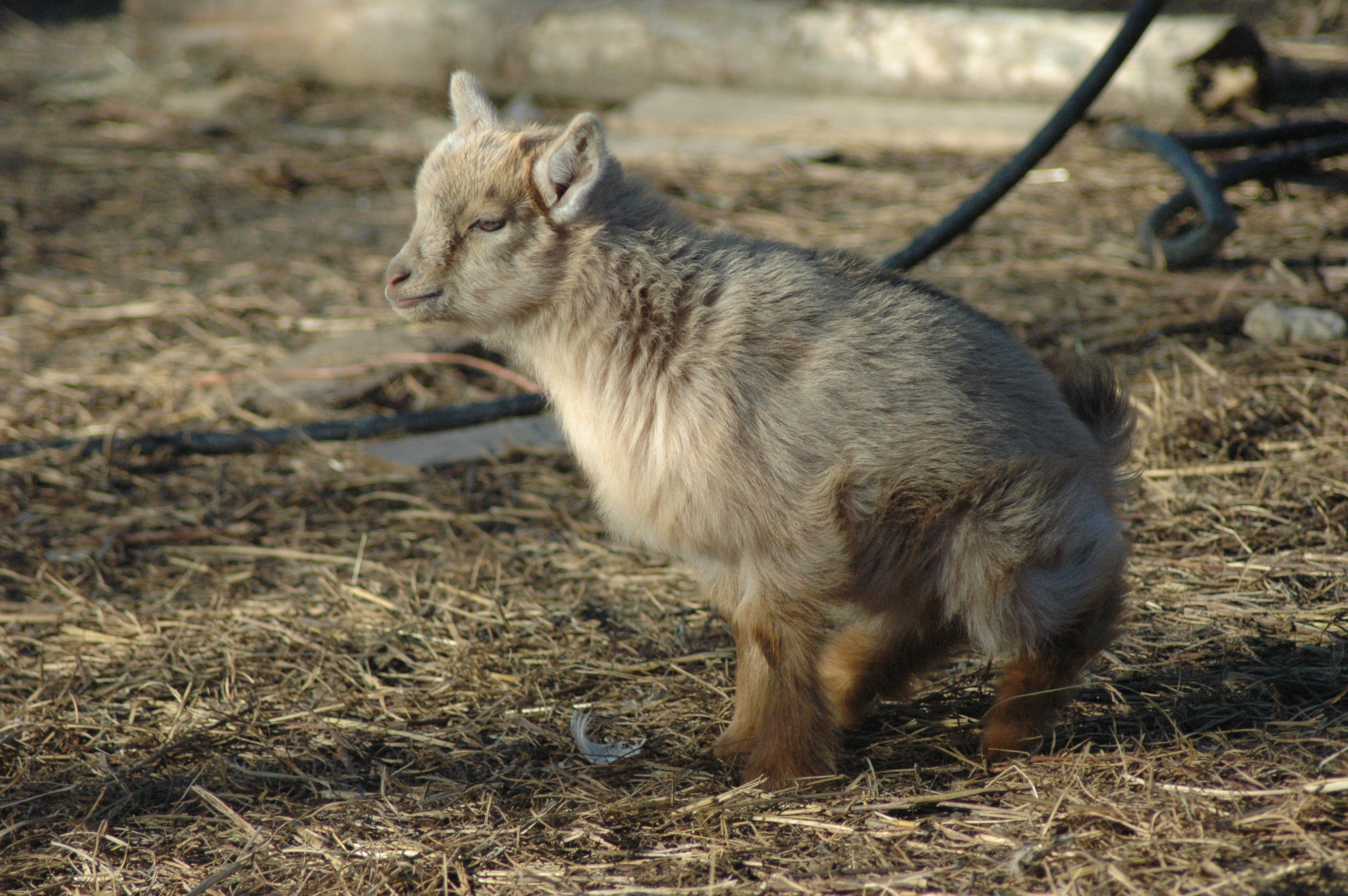 Butters Baby 1 F at Triple 5 Farms