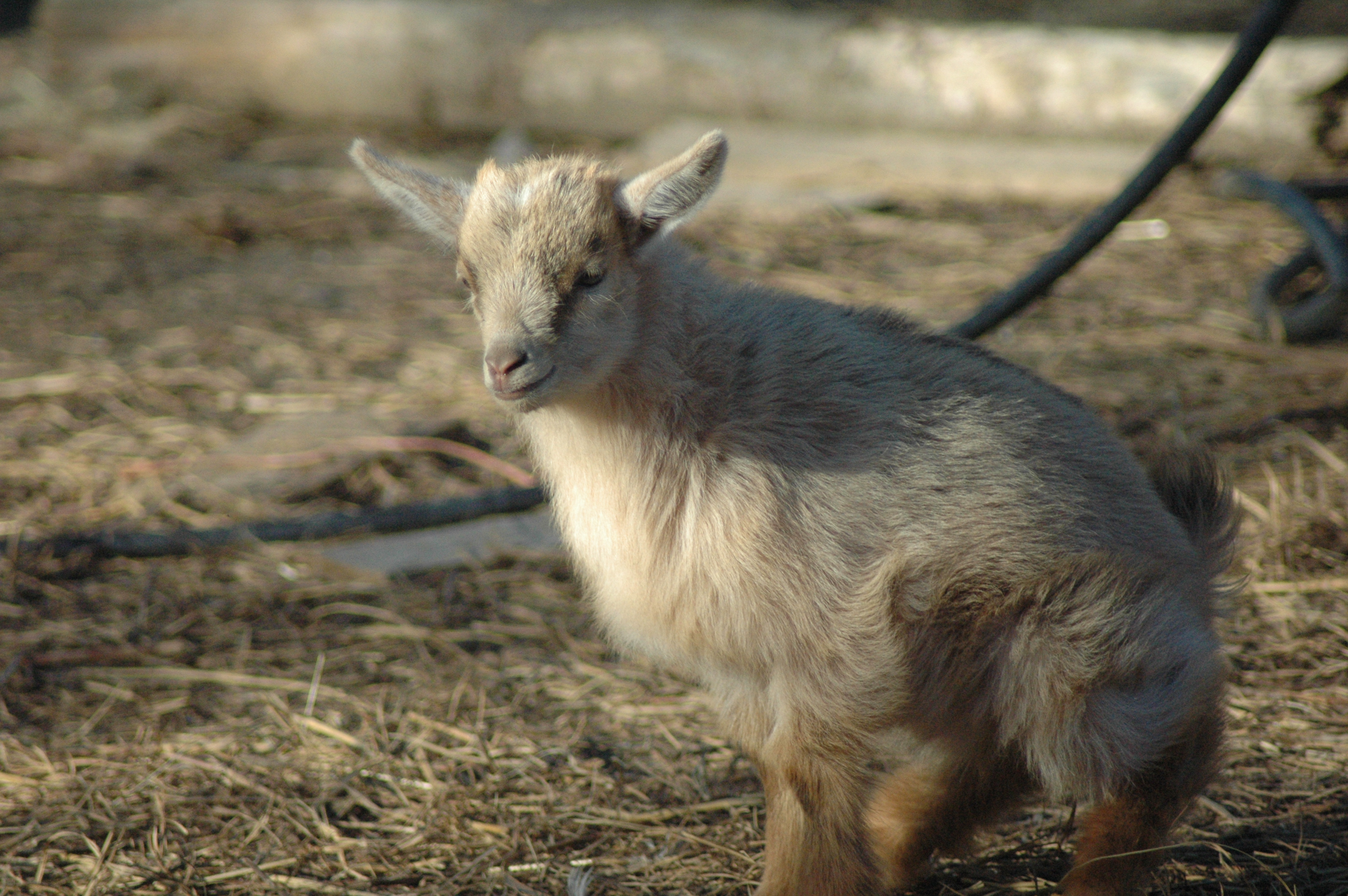 Butters Baby 1 F at Triple 5 Farms