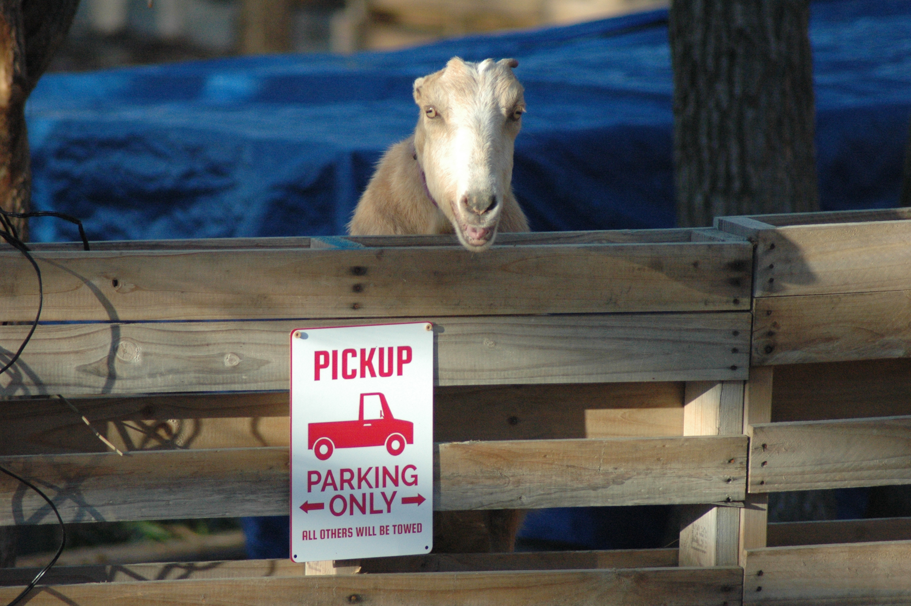 Caesar at Triple 5 Farms