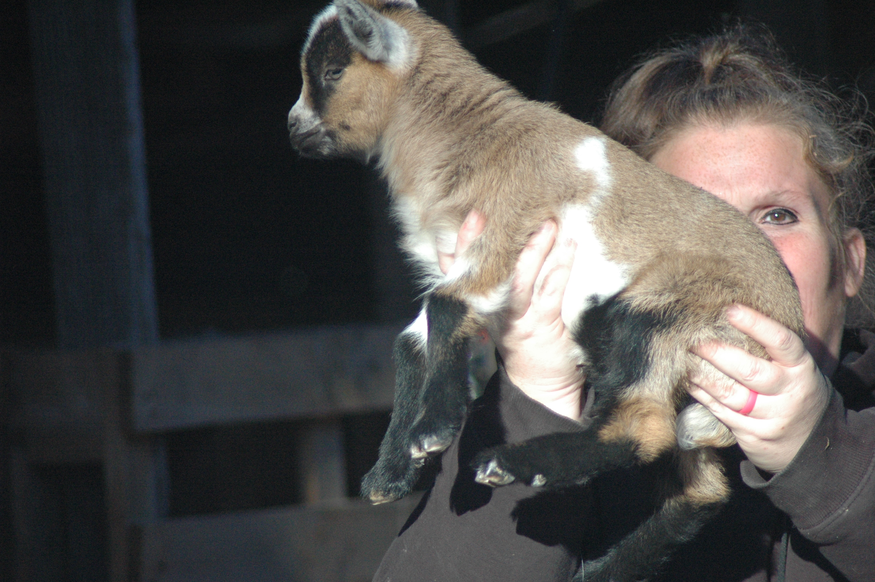 Coockies Baby 1 F photo