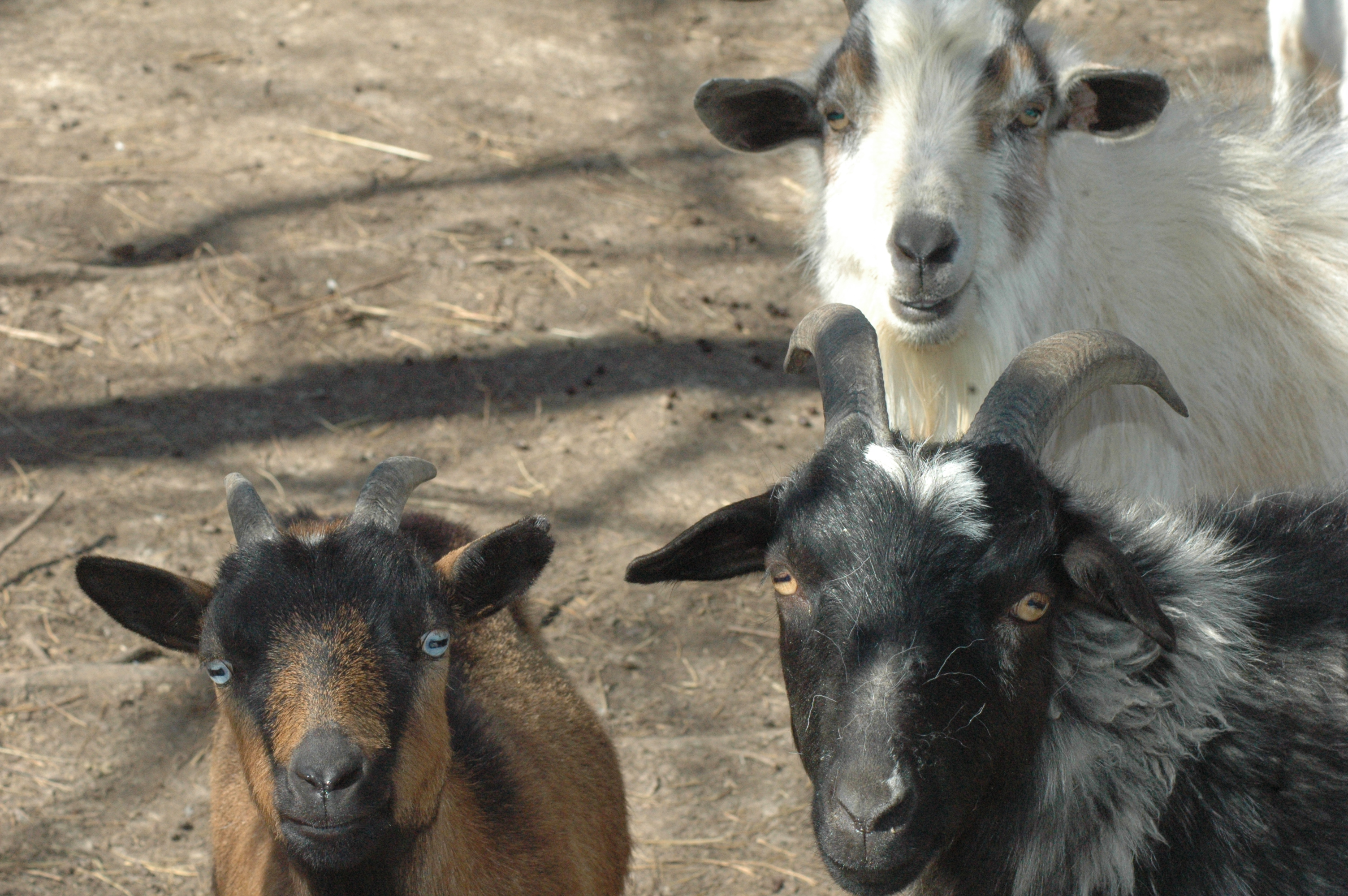 Triple 5 goat herd group photo