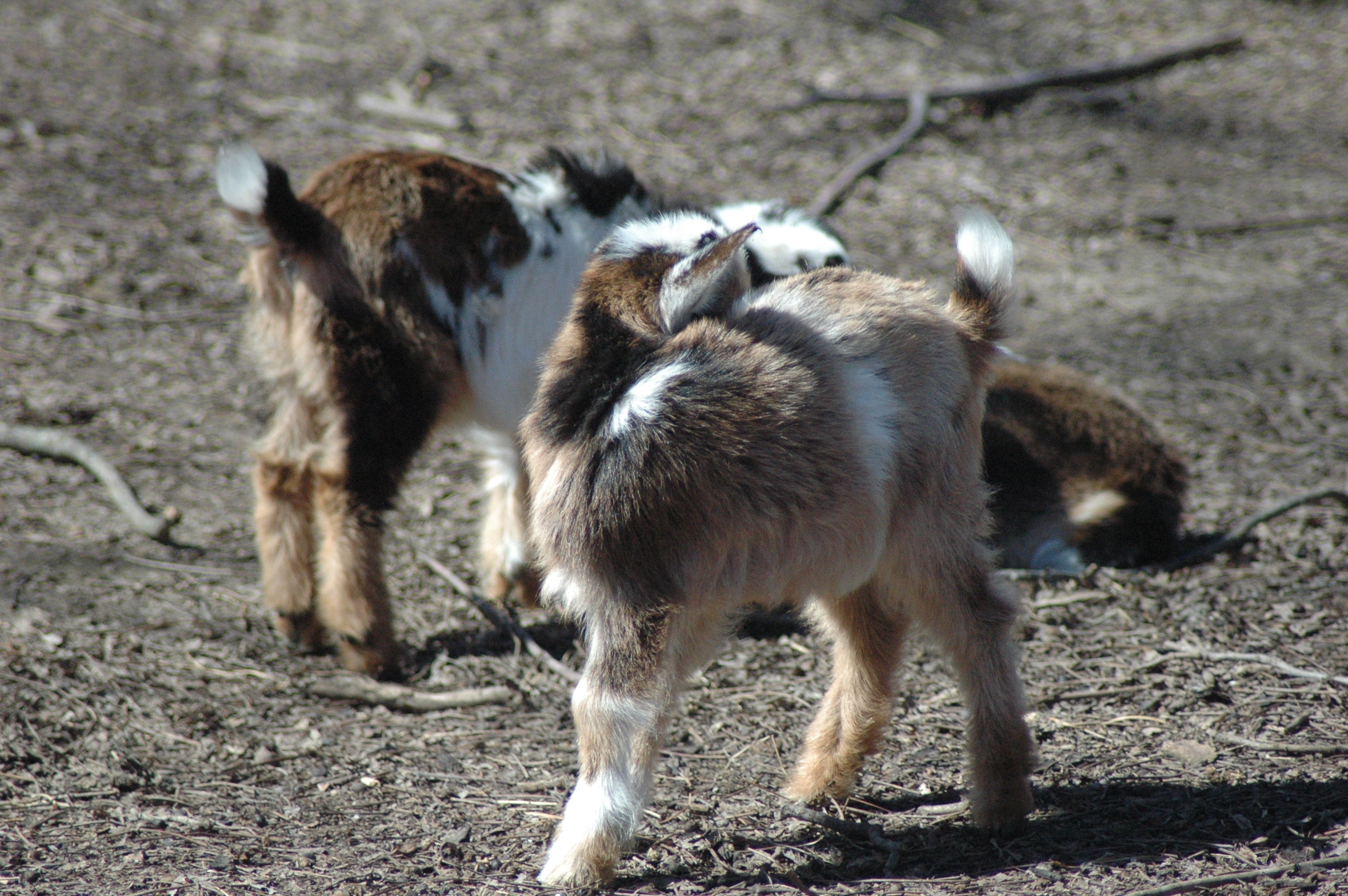 Triple 5 goat herd group photo