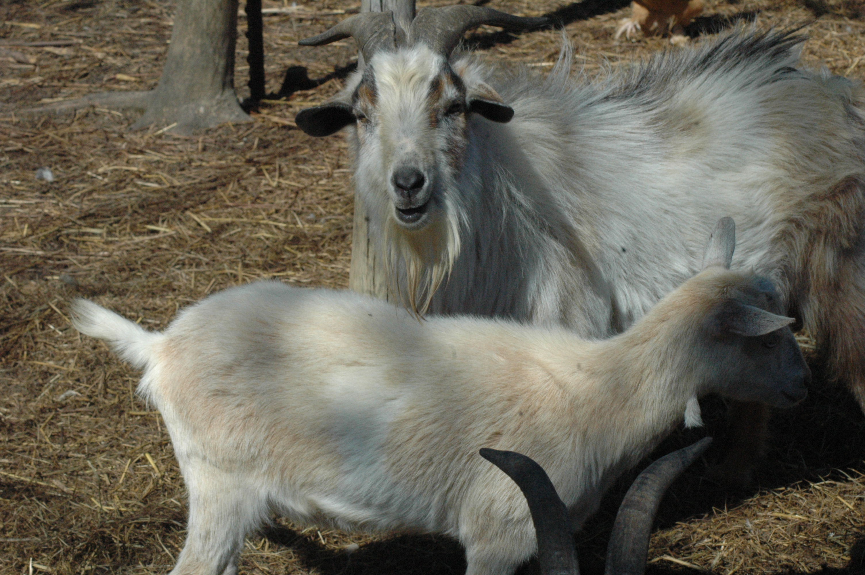 Triple 5 goat herd group photo