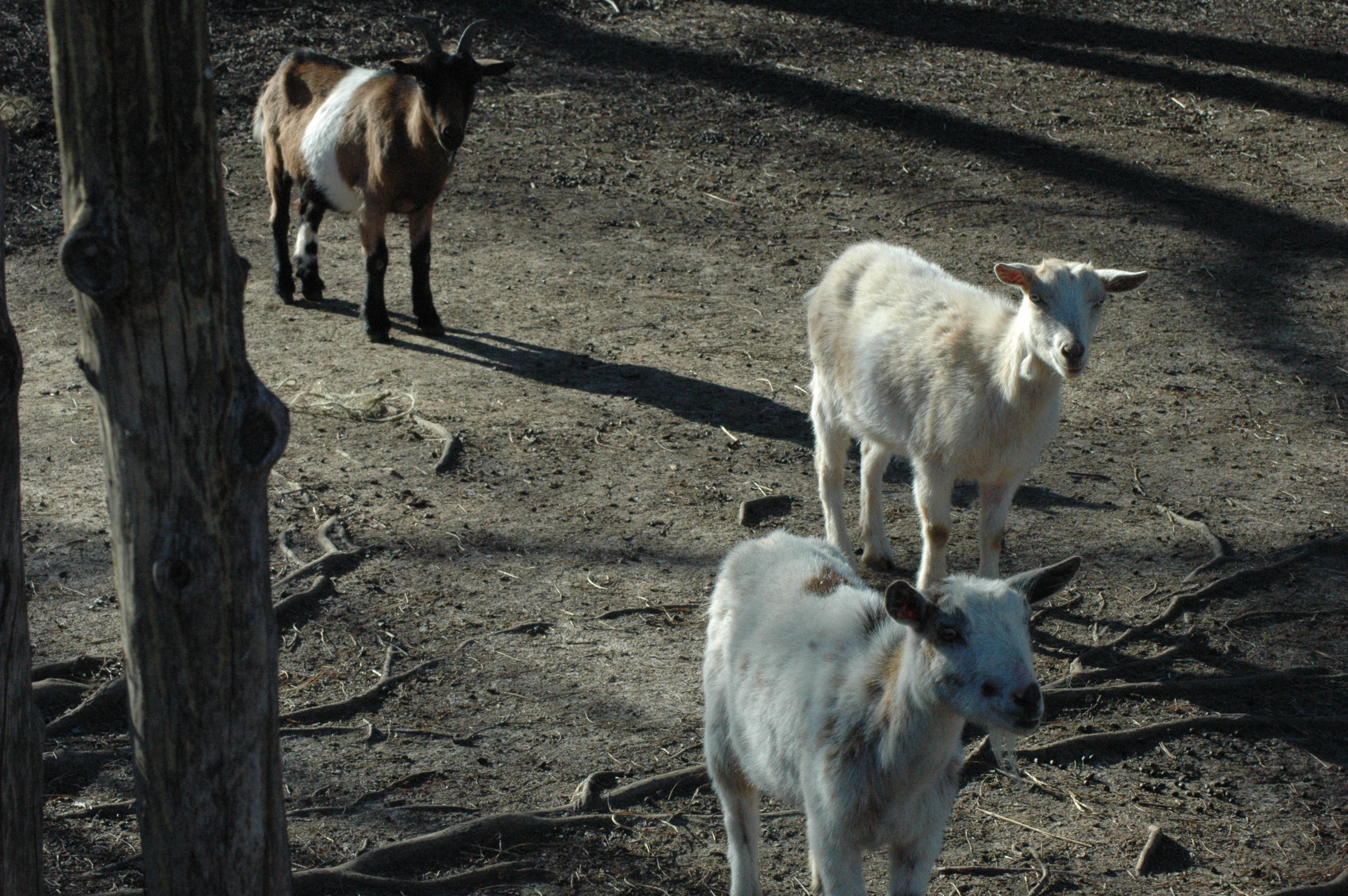Triple 5 goat herd group photo