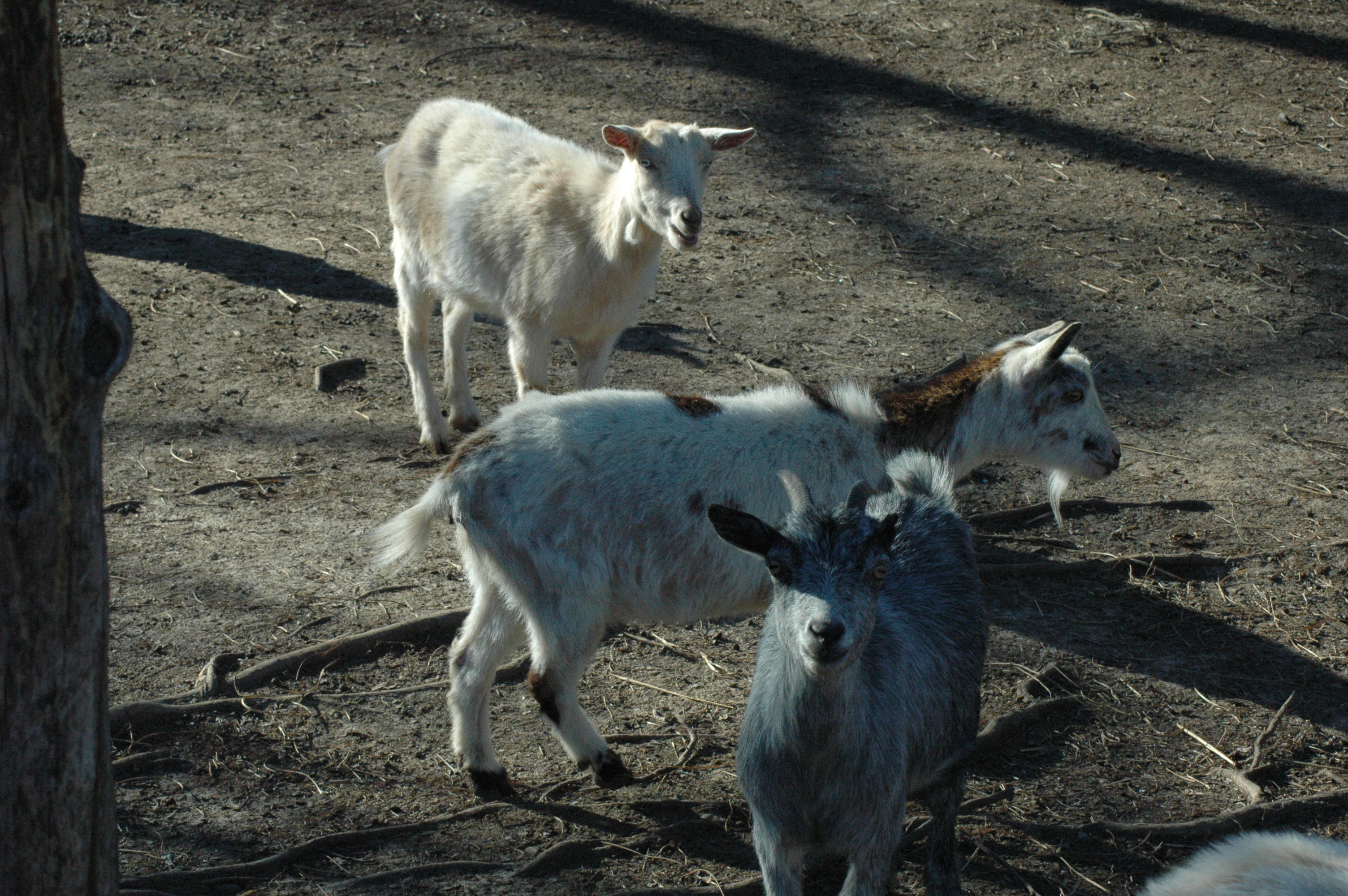 Triple 5 goat herd group photo