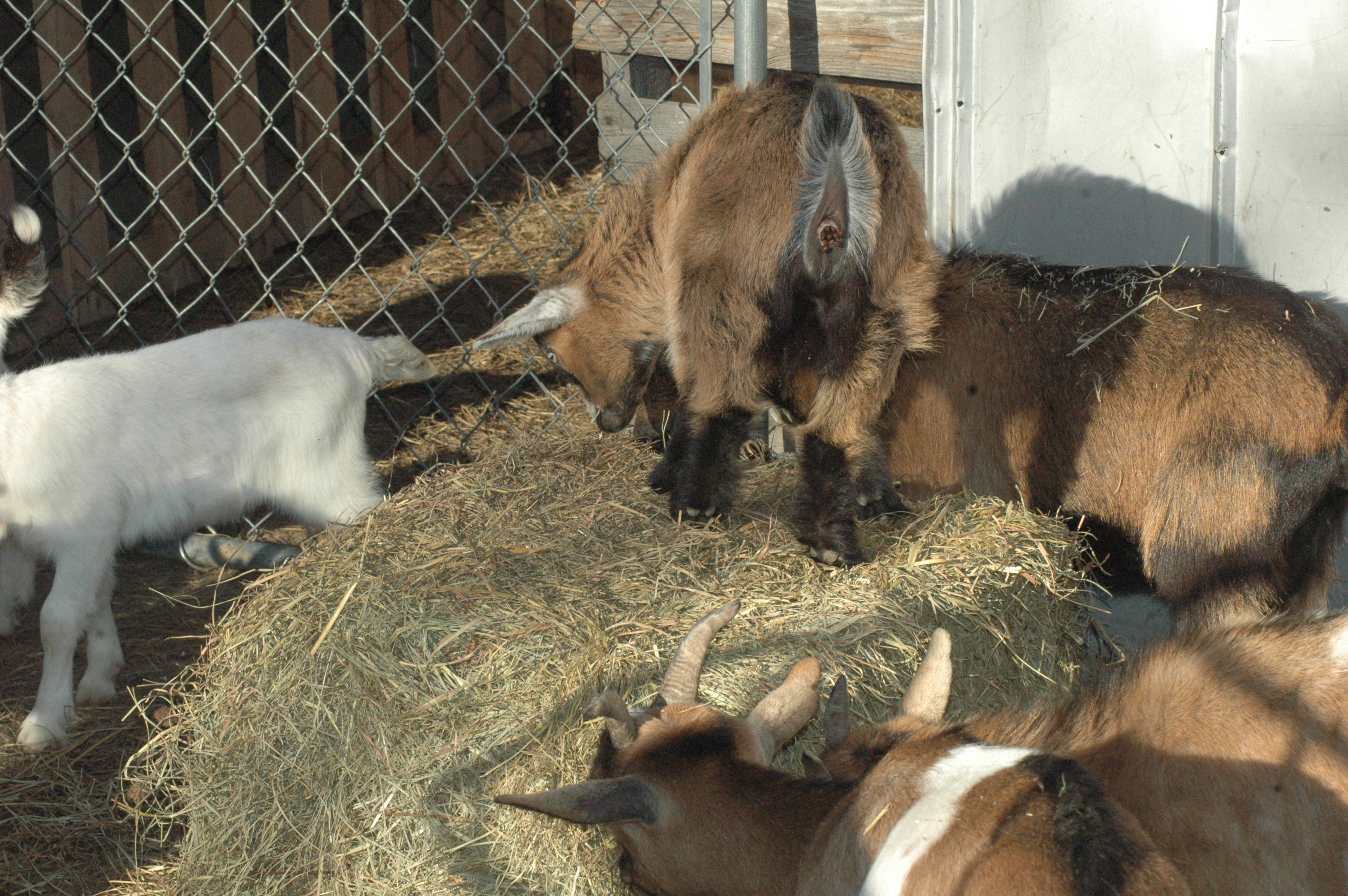 Triple 5 goat herd group photo