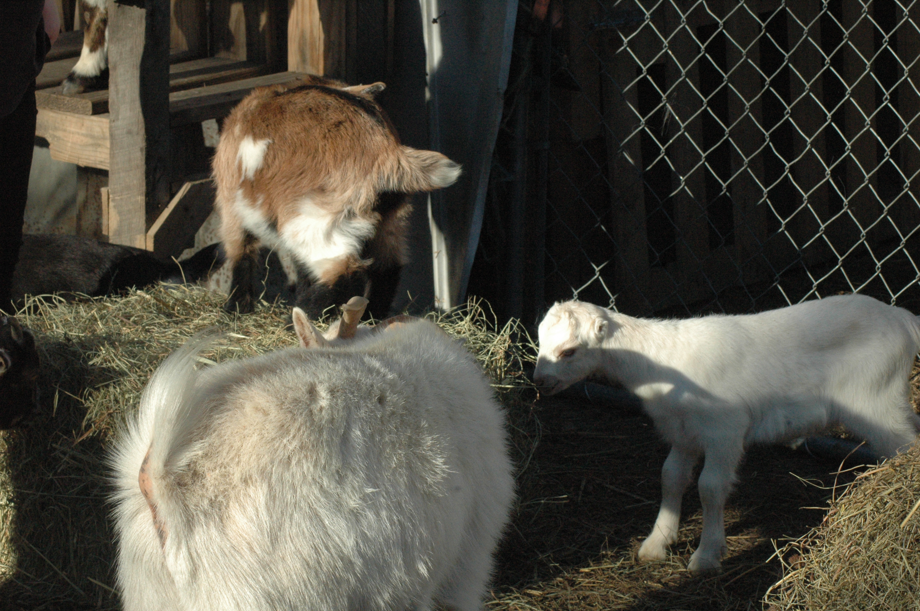 Triple 5 goat herd group photo