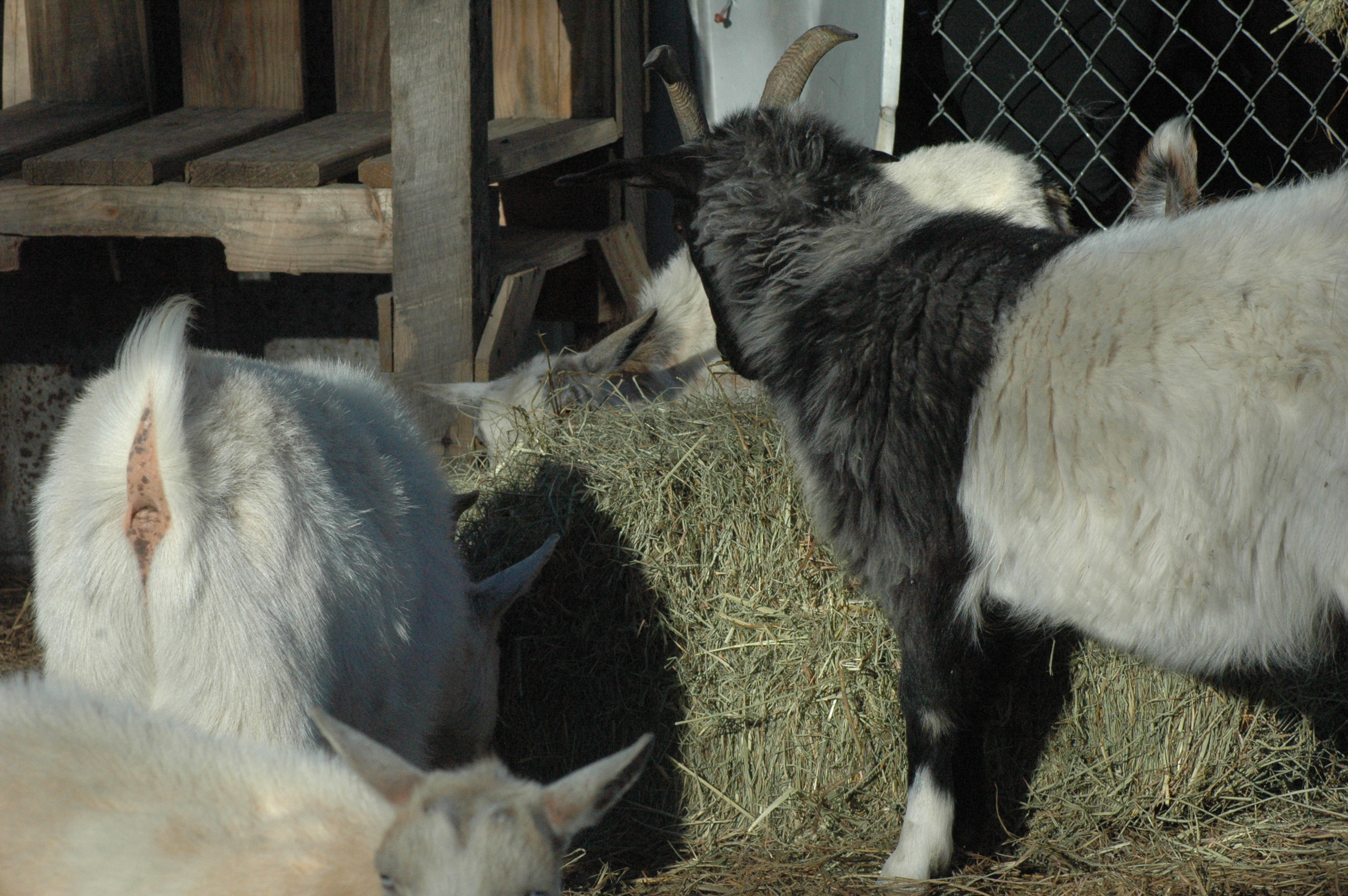 Triple 5 goat herd group photo