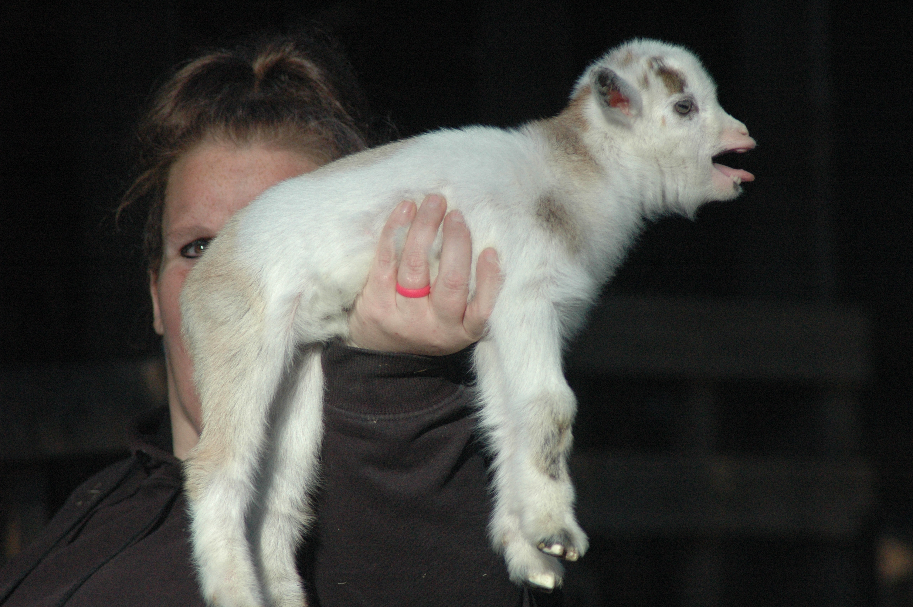 Daisy Baby 1 M - Triple 5 Farm-Raised Male Kid