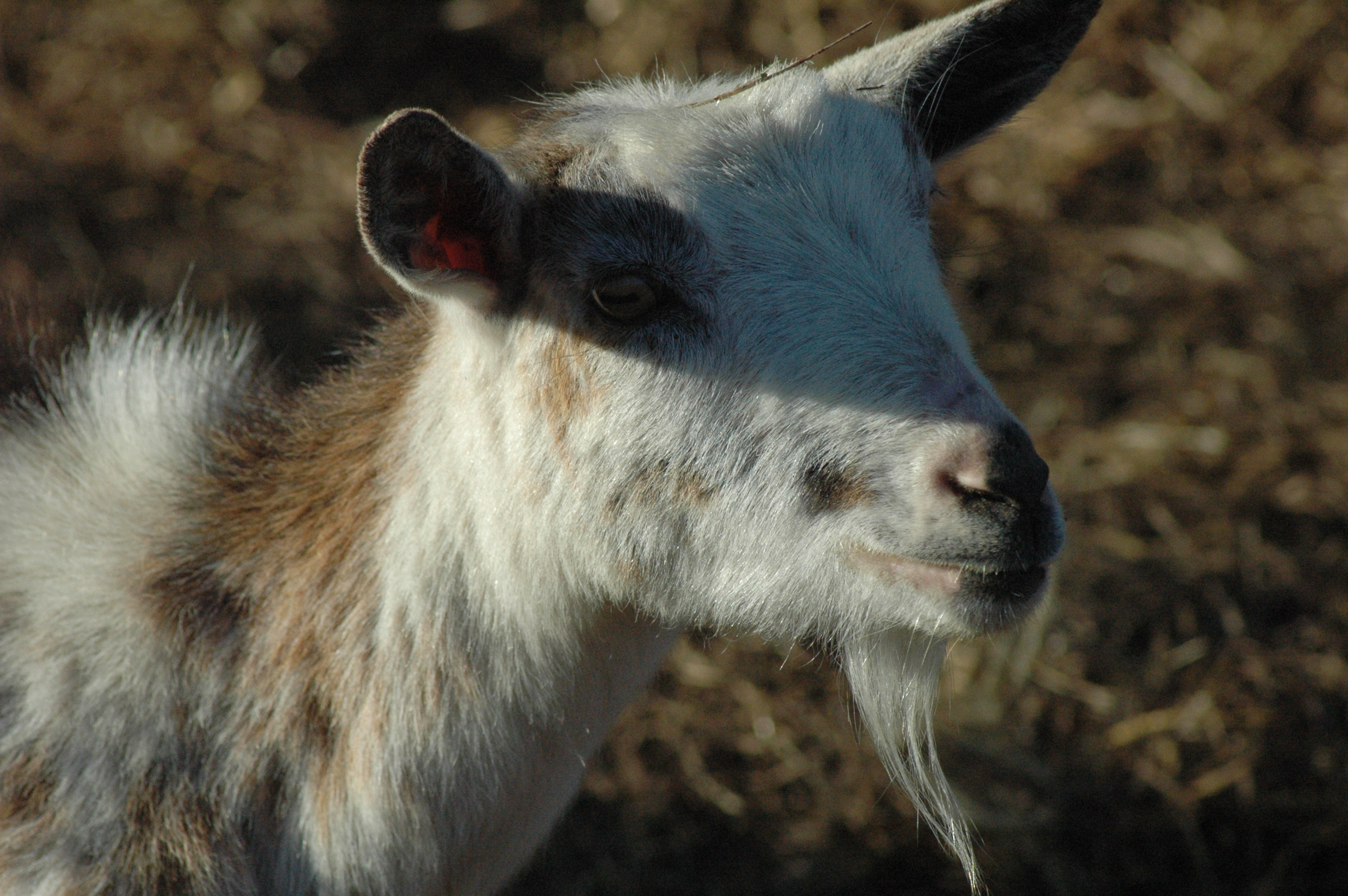 Daliha at Triple 5 Farms