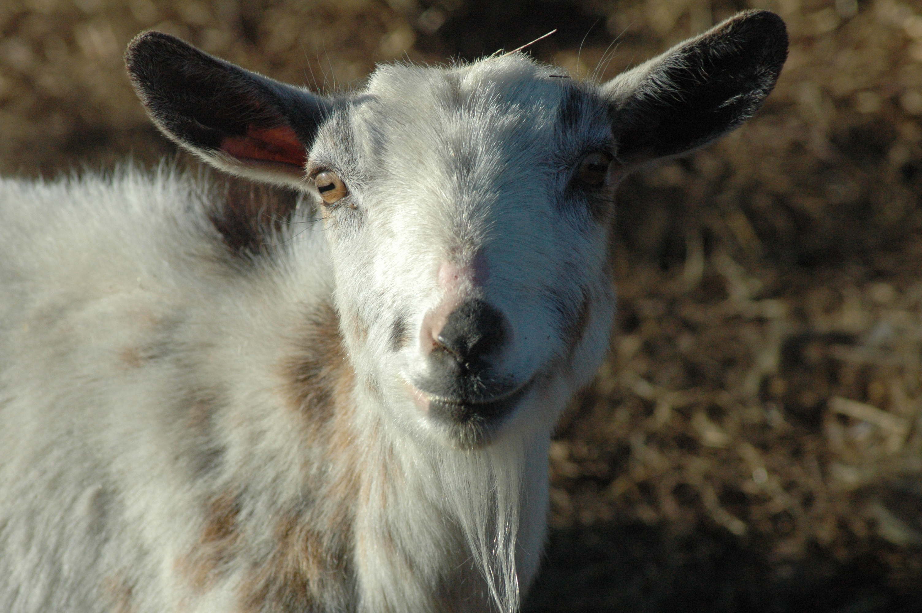 Daliha at Triple 5 Farms