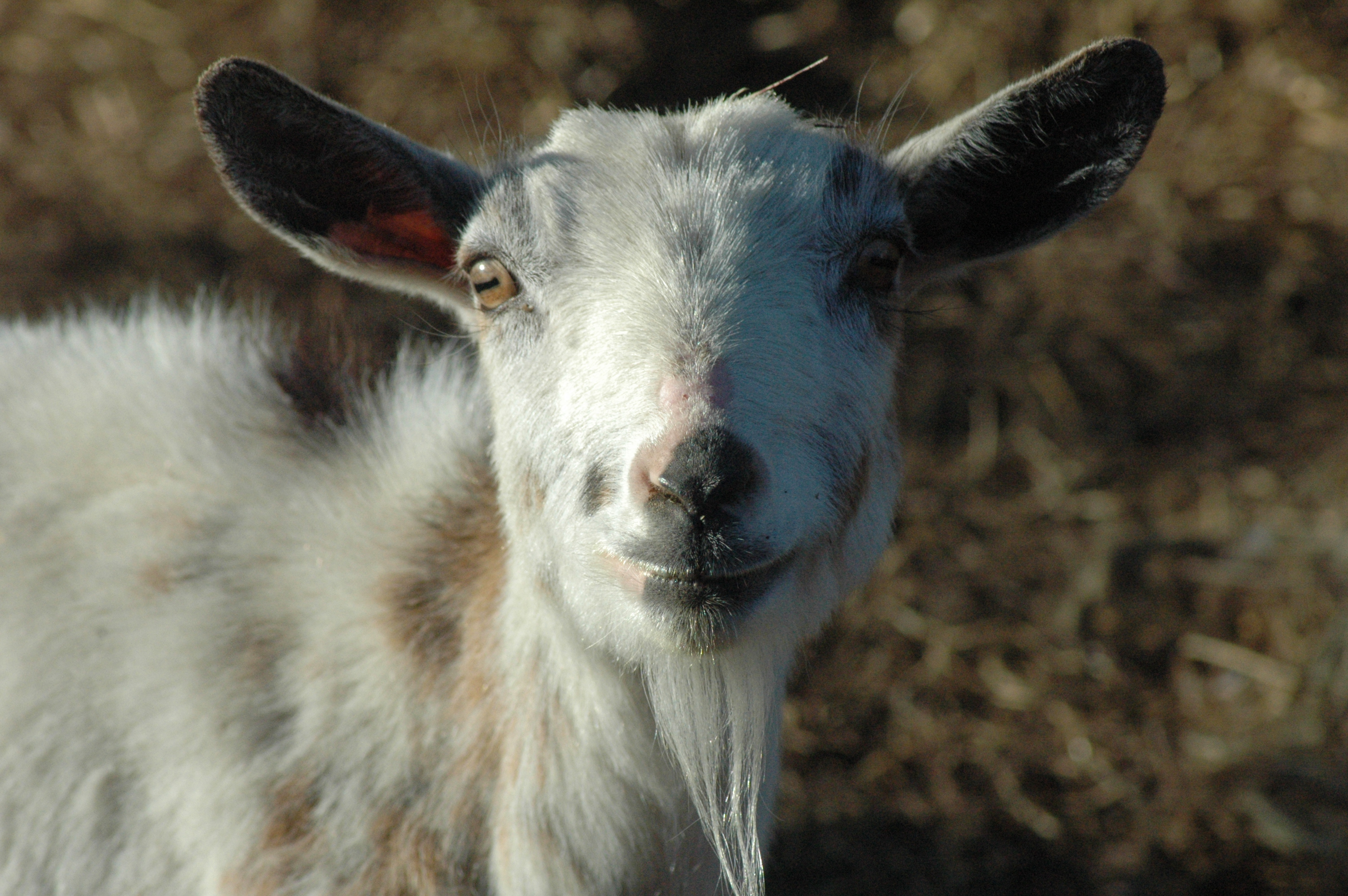 Daliha at Triple 5 Farms