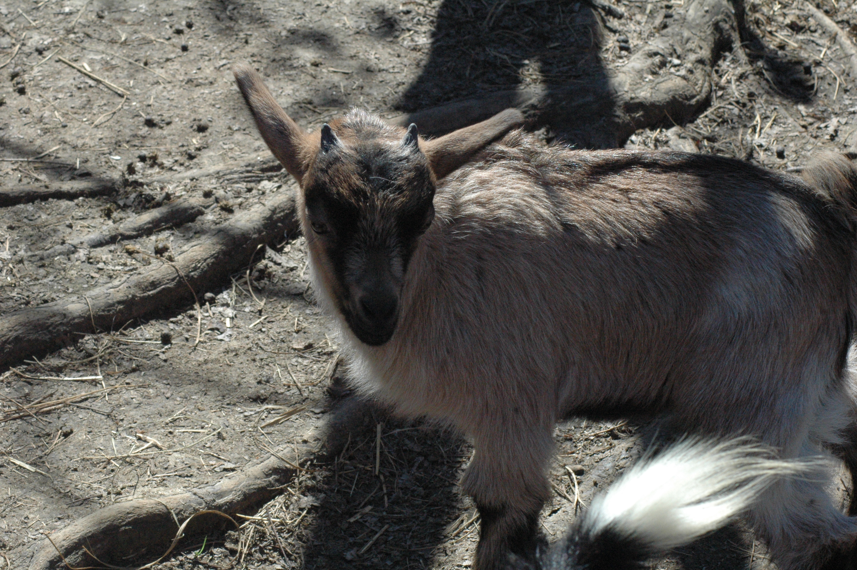 Lil Grays Baby 1 M - Triple 5 Farm-Raised Male Kid