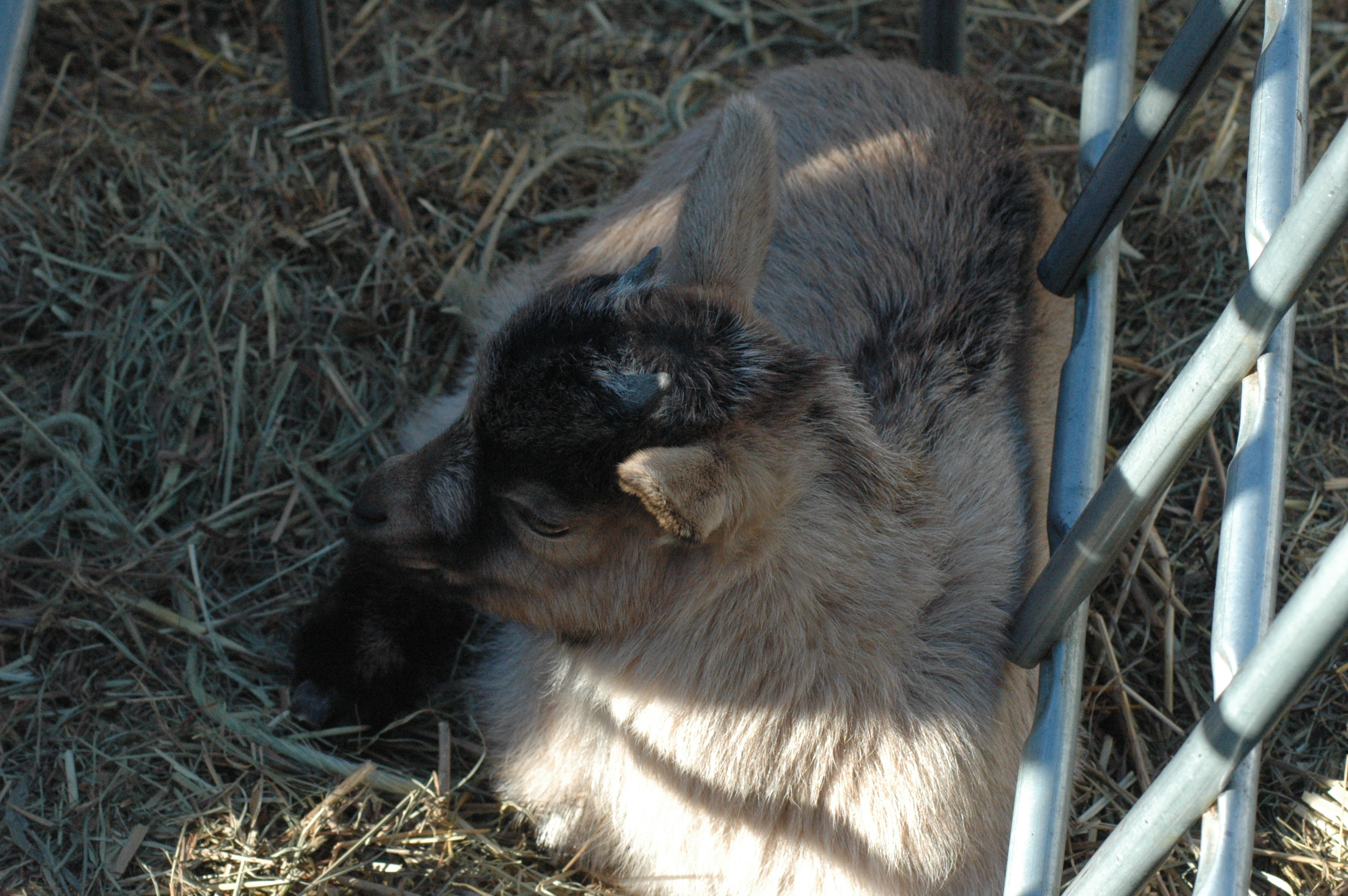 Lil Grays Baby 1 M at Triple 5 Farms