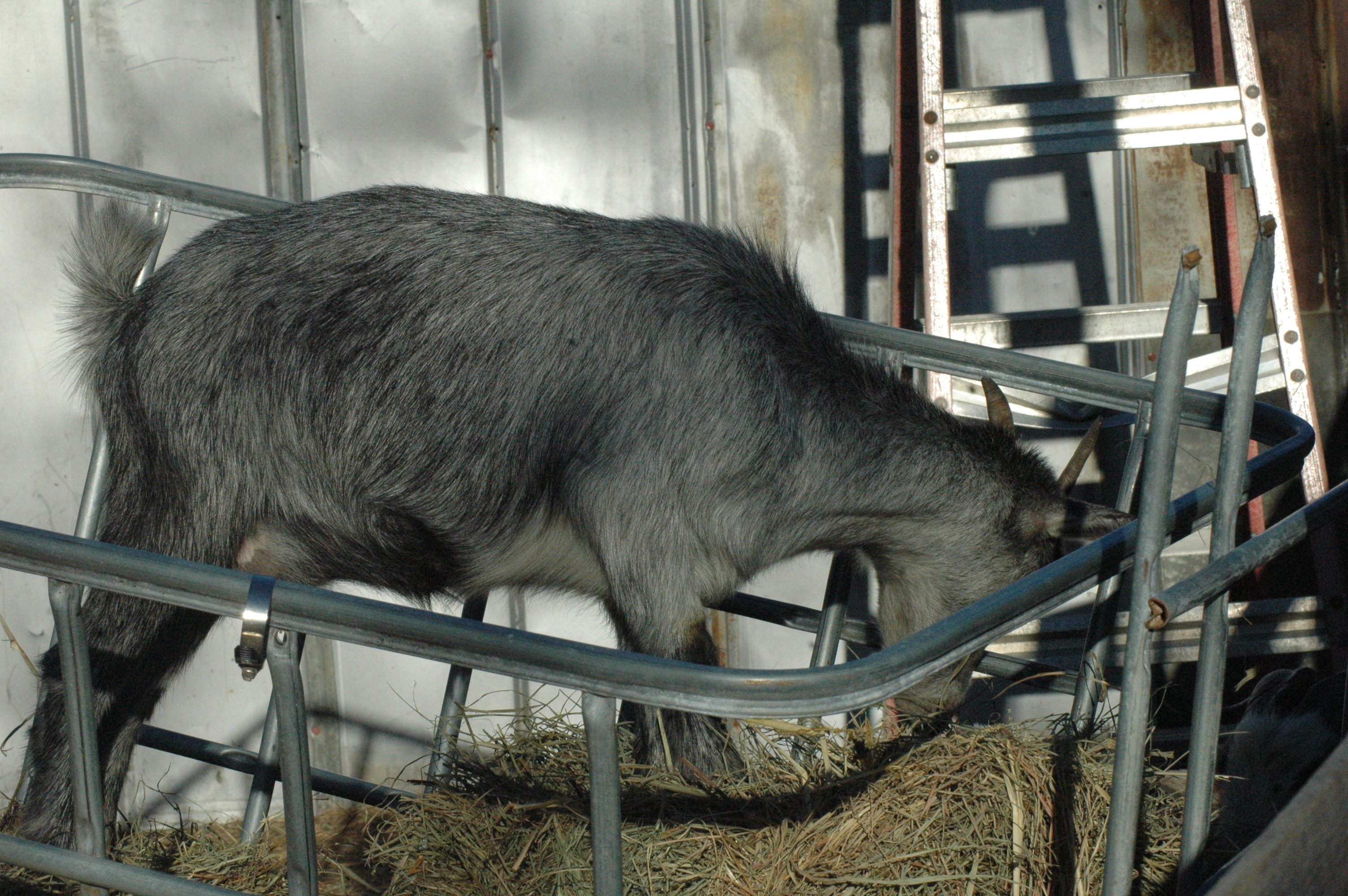 Lil Grey at Triple 5 Farms