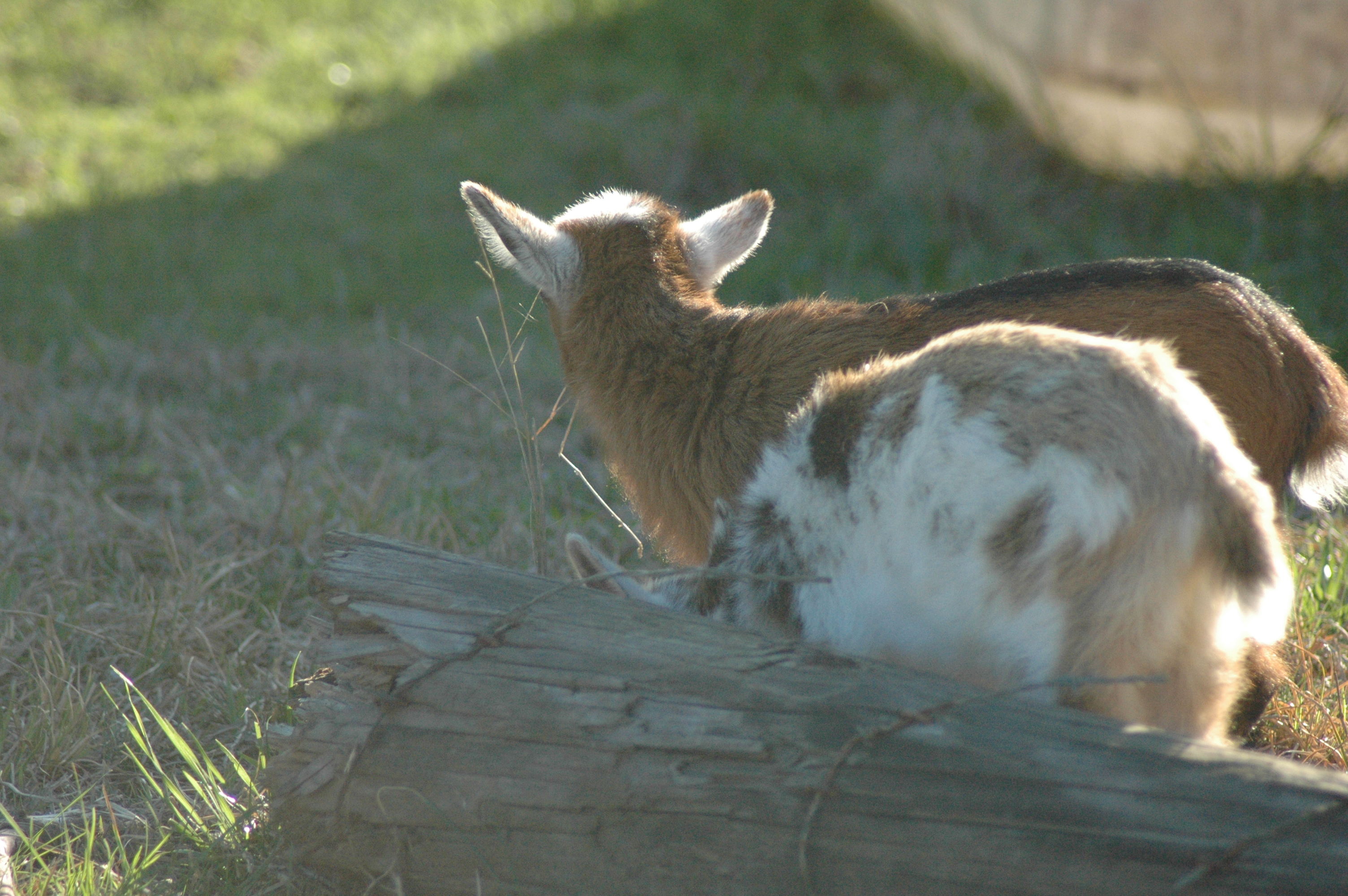 Oreo at Triple 5 Farms