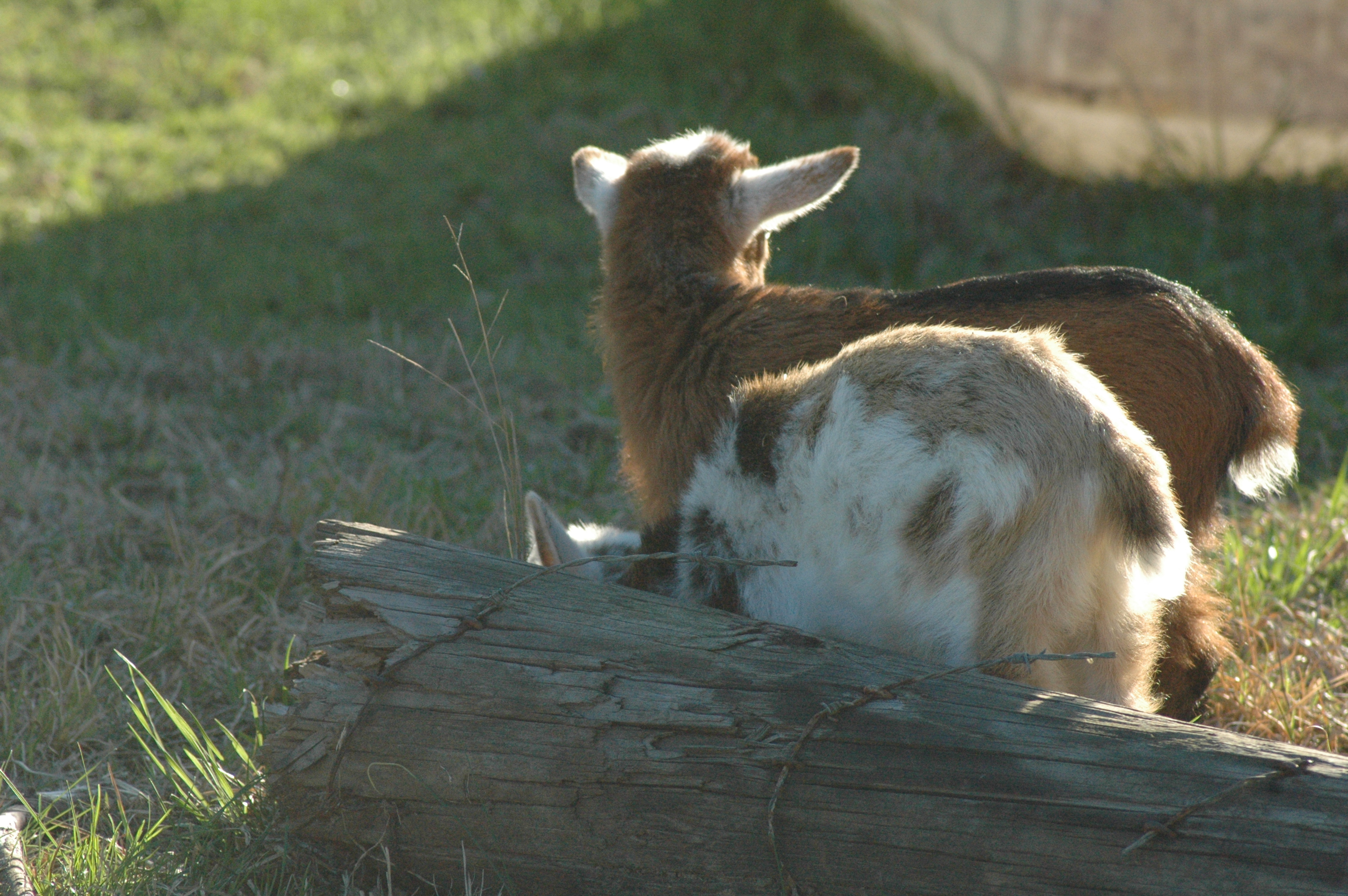 Oreo at Triple 5 Farms