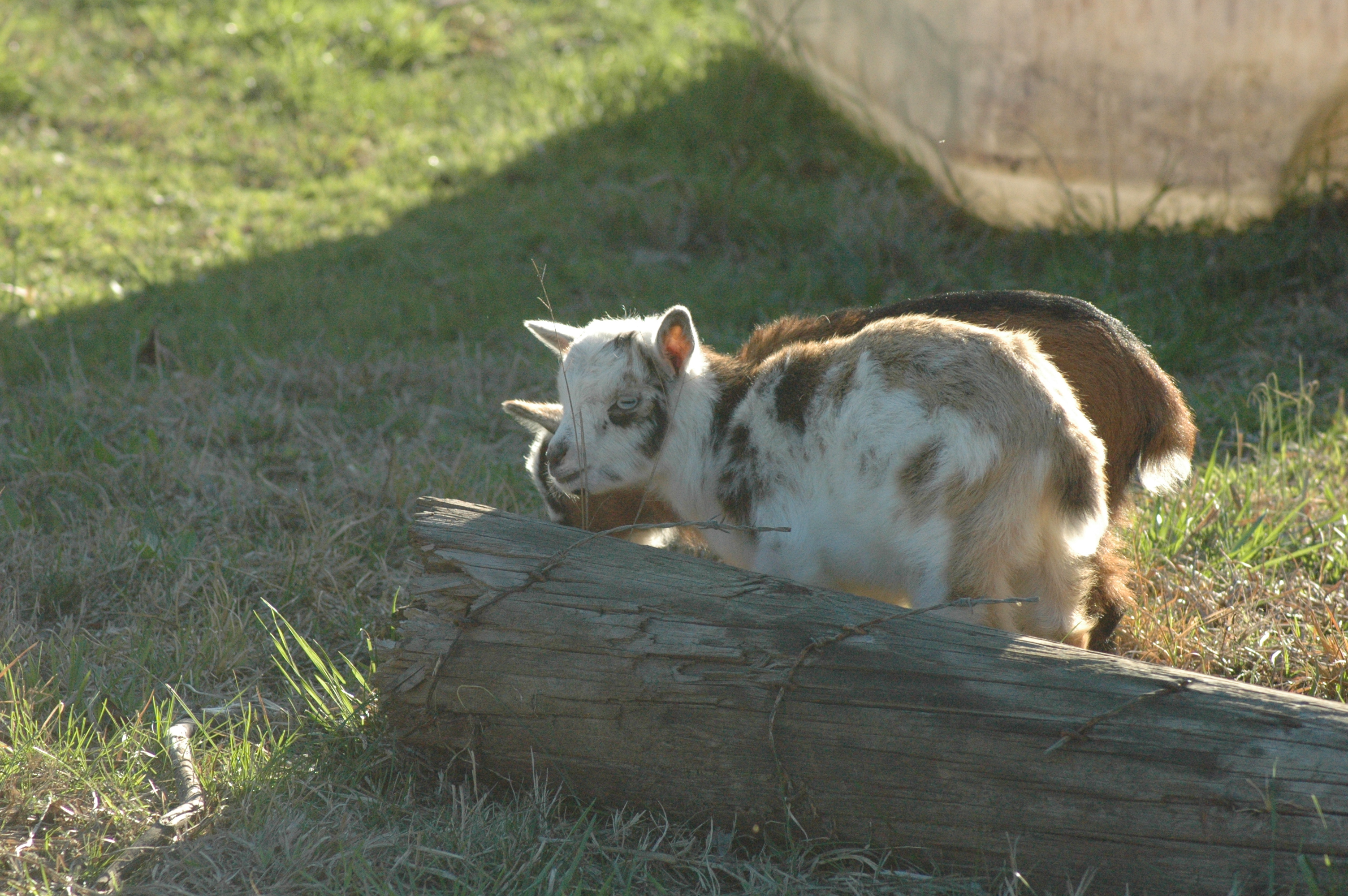 Oreo at Triple 5 Farms