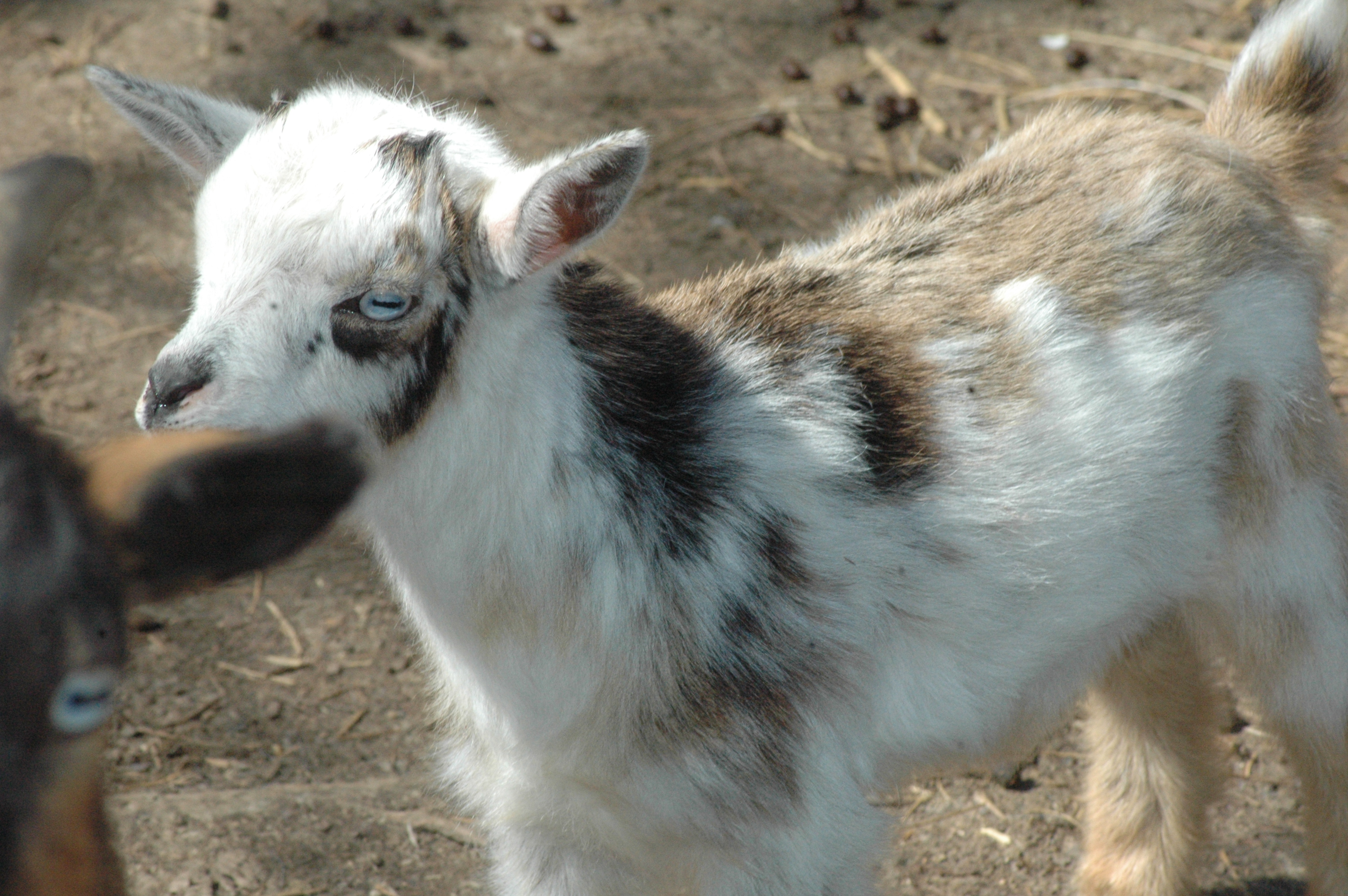 Oreo Baby 1 M - Triple 5 Farm-Raised Male Kid