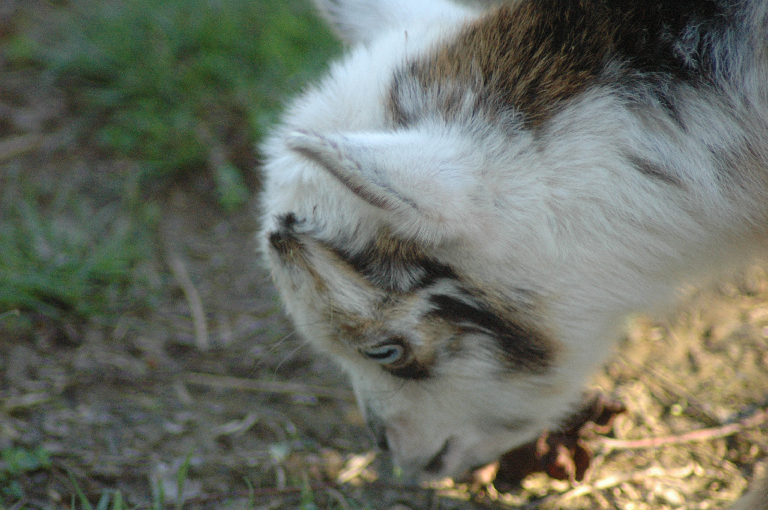 Oreo Baby 1 M at Triple 5 Farms