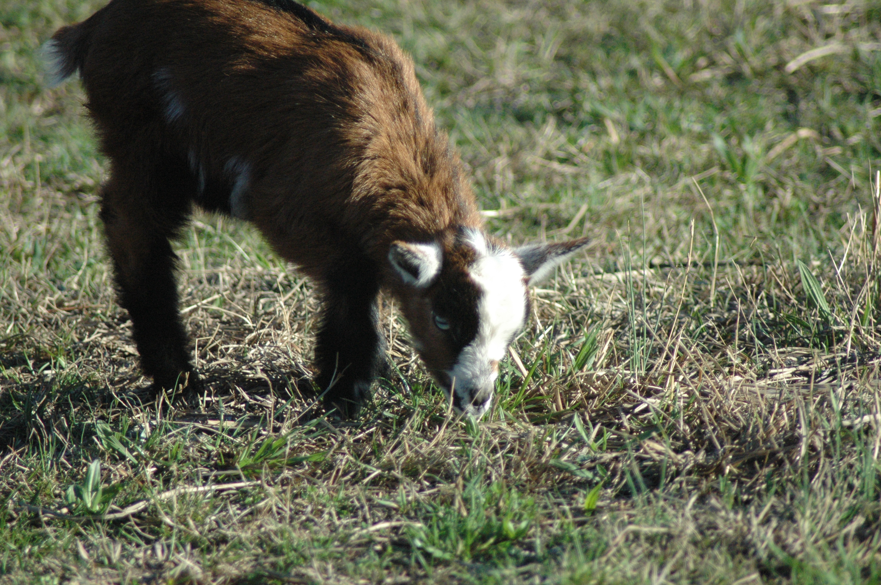 Oreo Baby 2 F at Triple 5 Farms