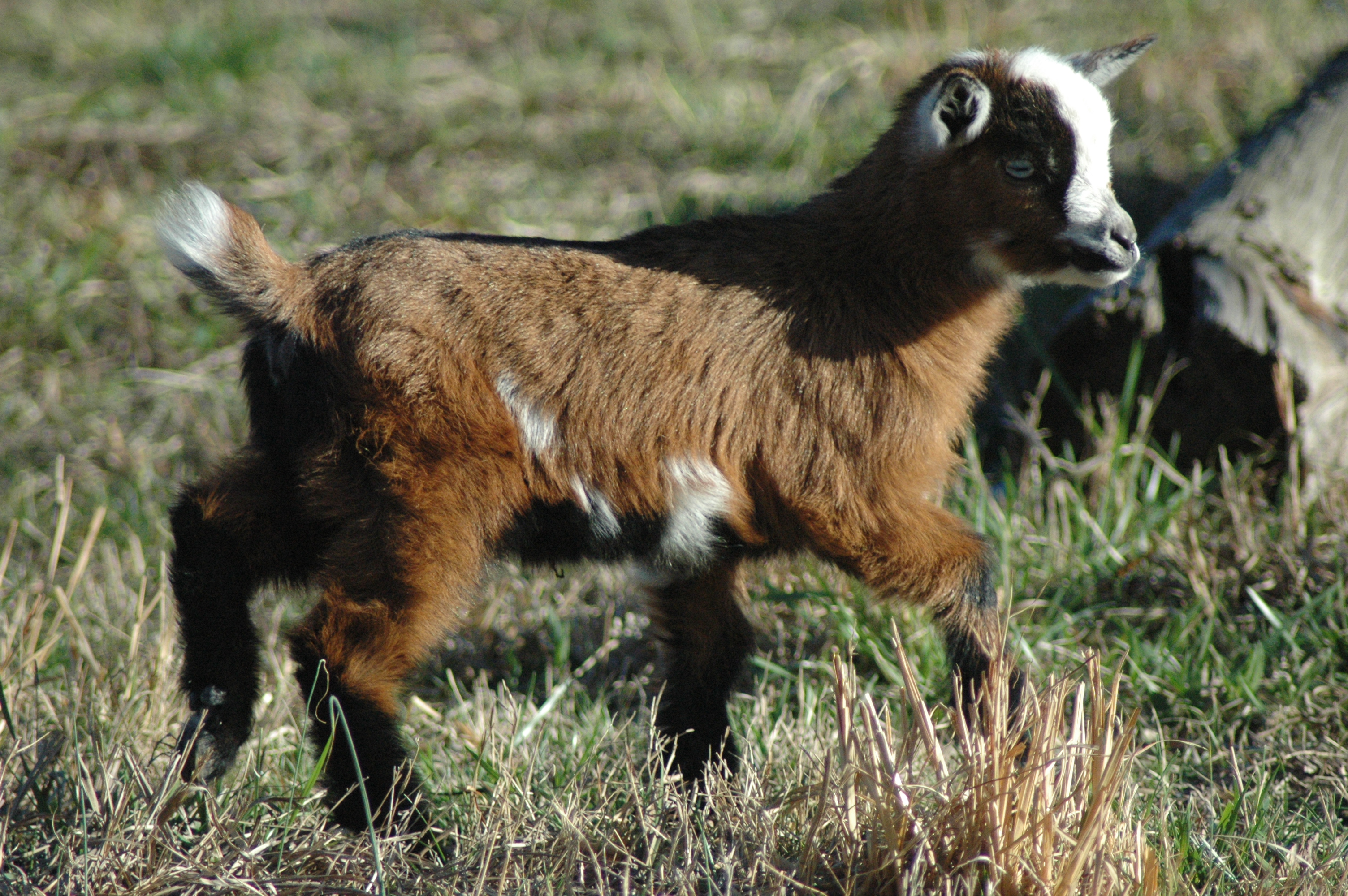 Oreo Baby 2 F at Triple 5 Farms