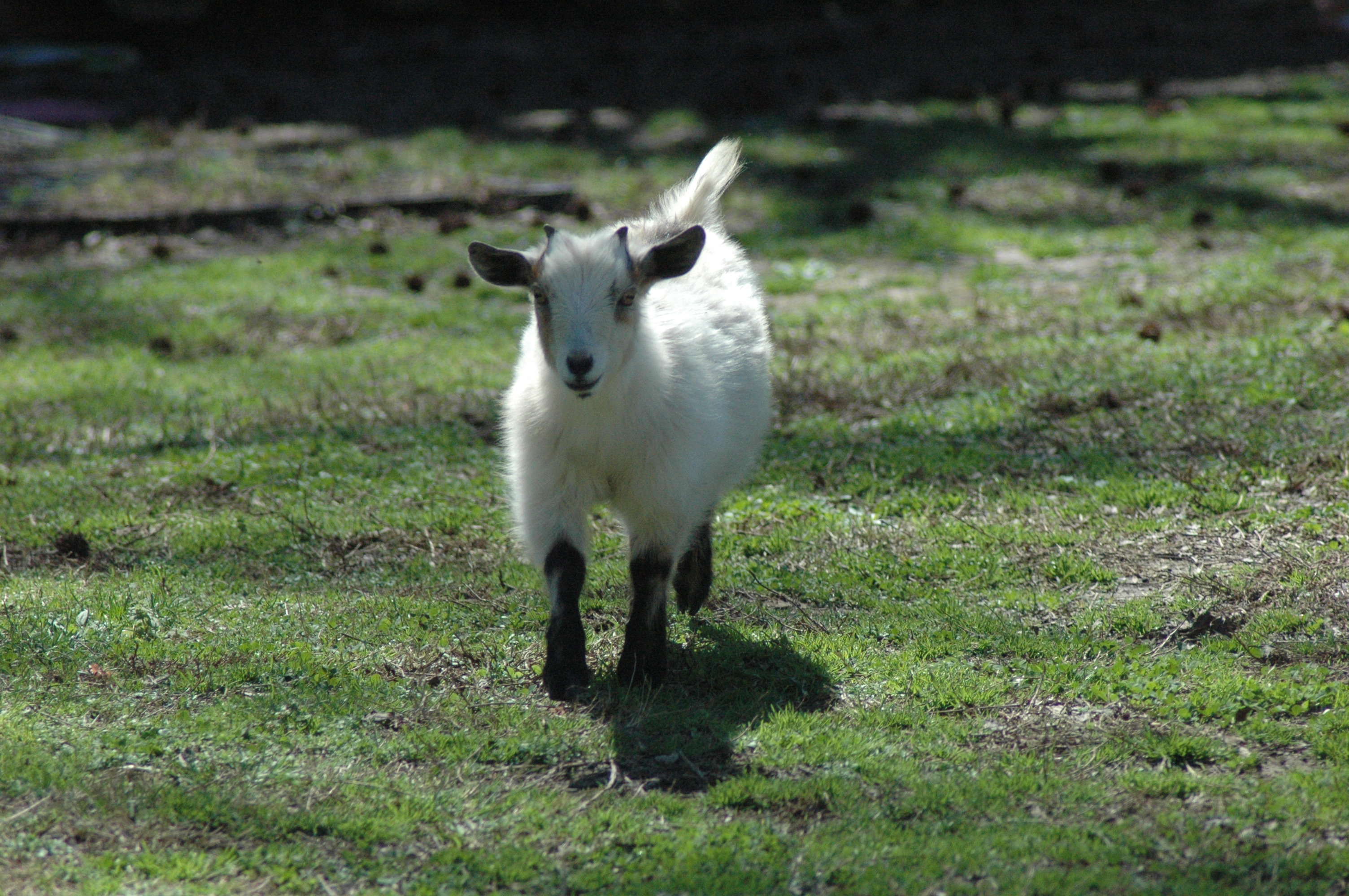 Porch Goat photo