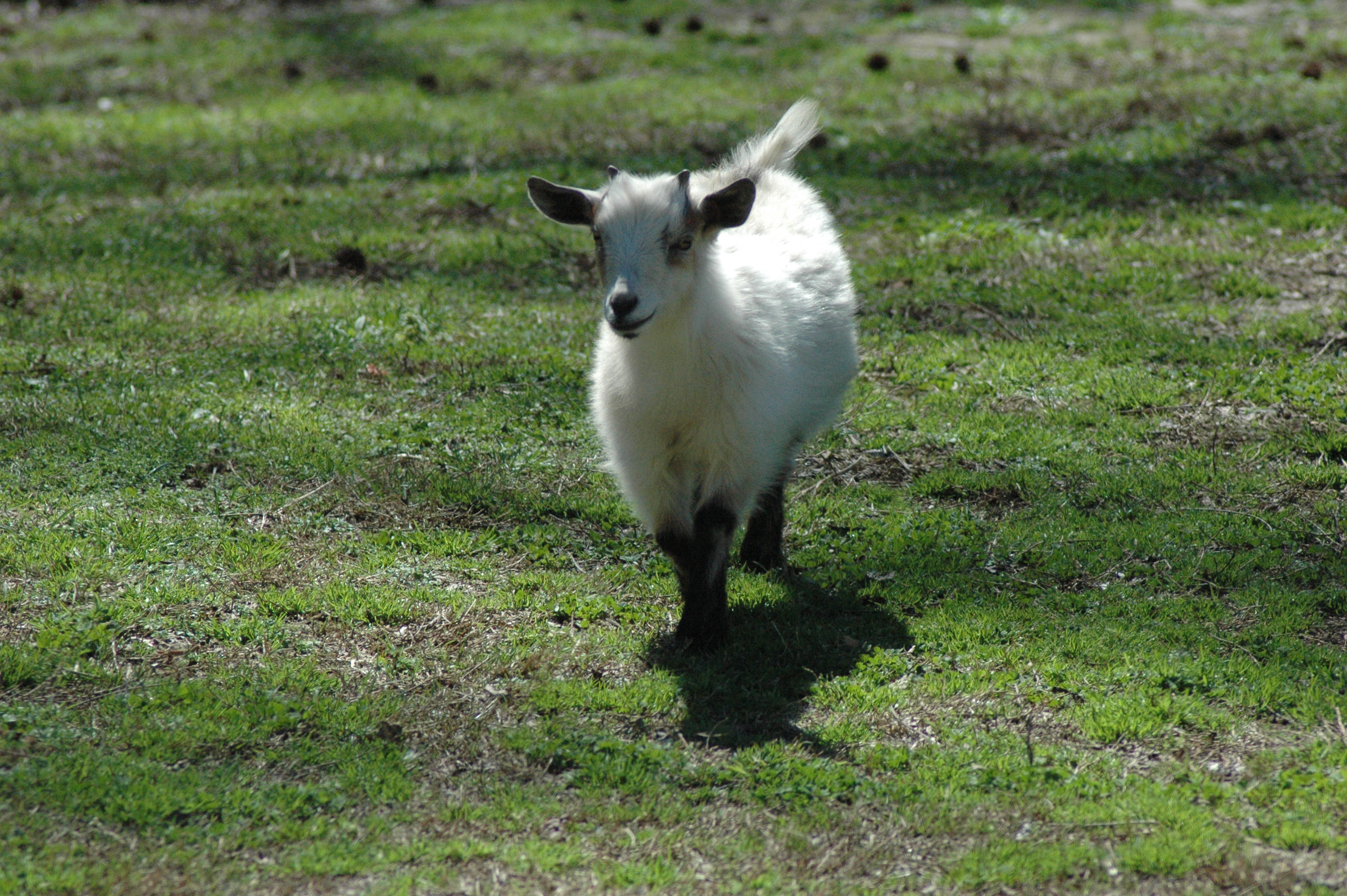 Porch Goat at Triple 5 Farms