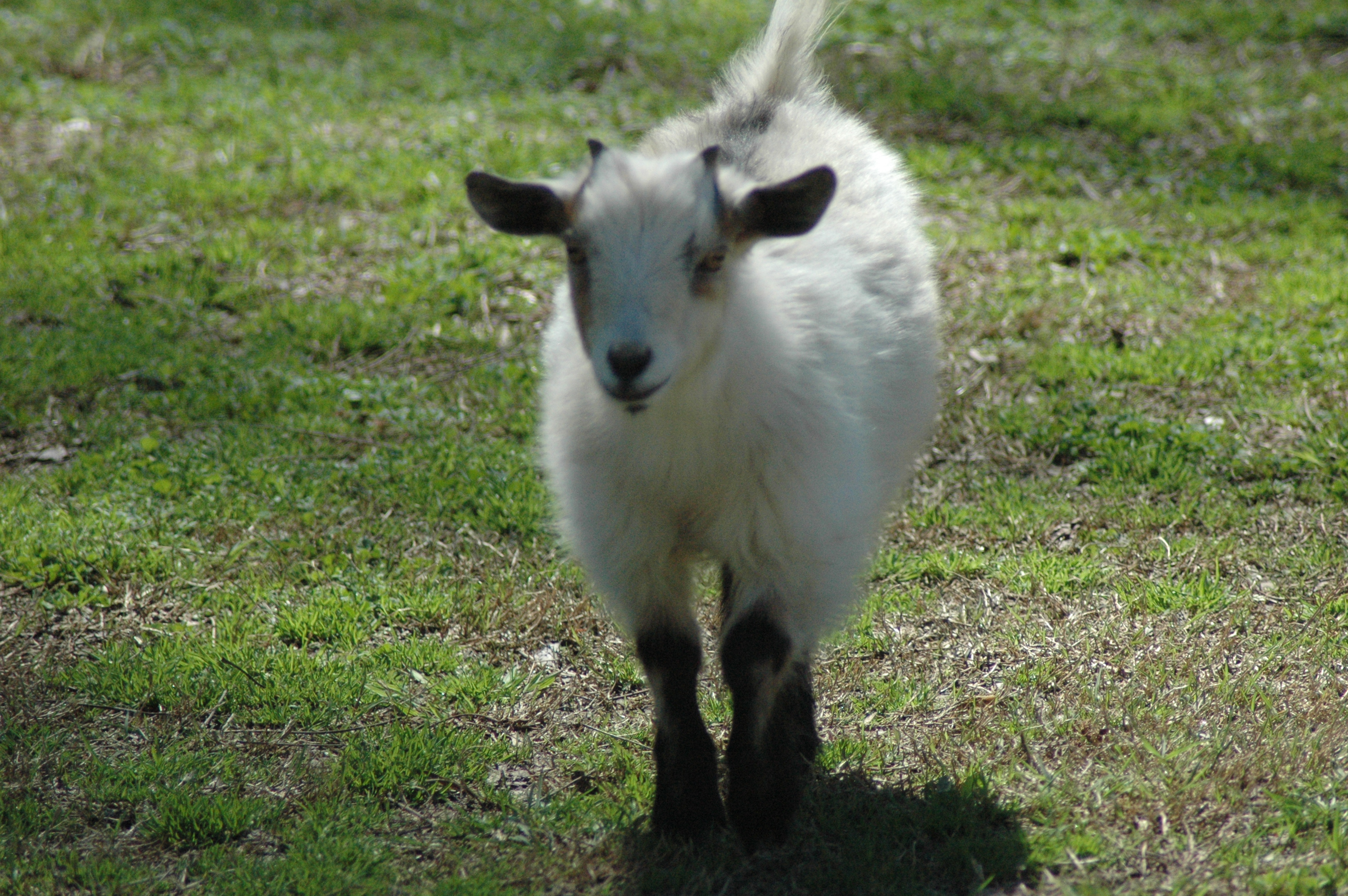 Porch Goat at Triple 5 Farms