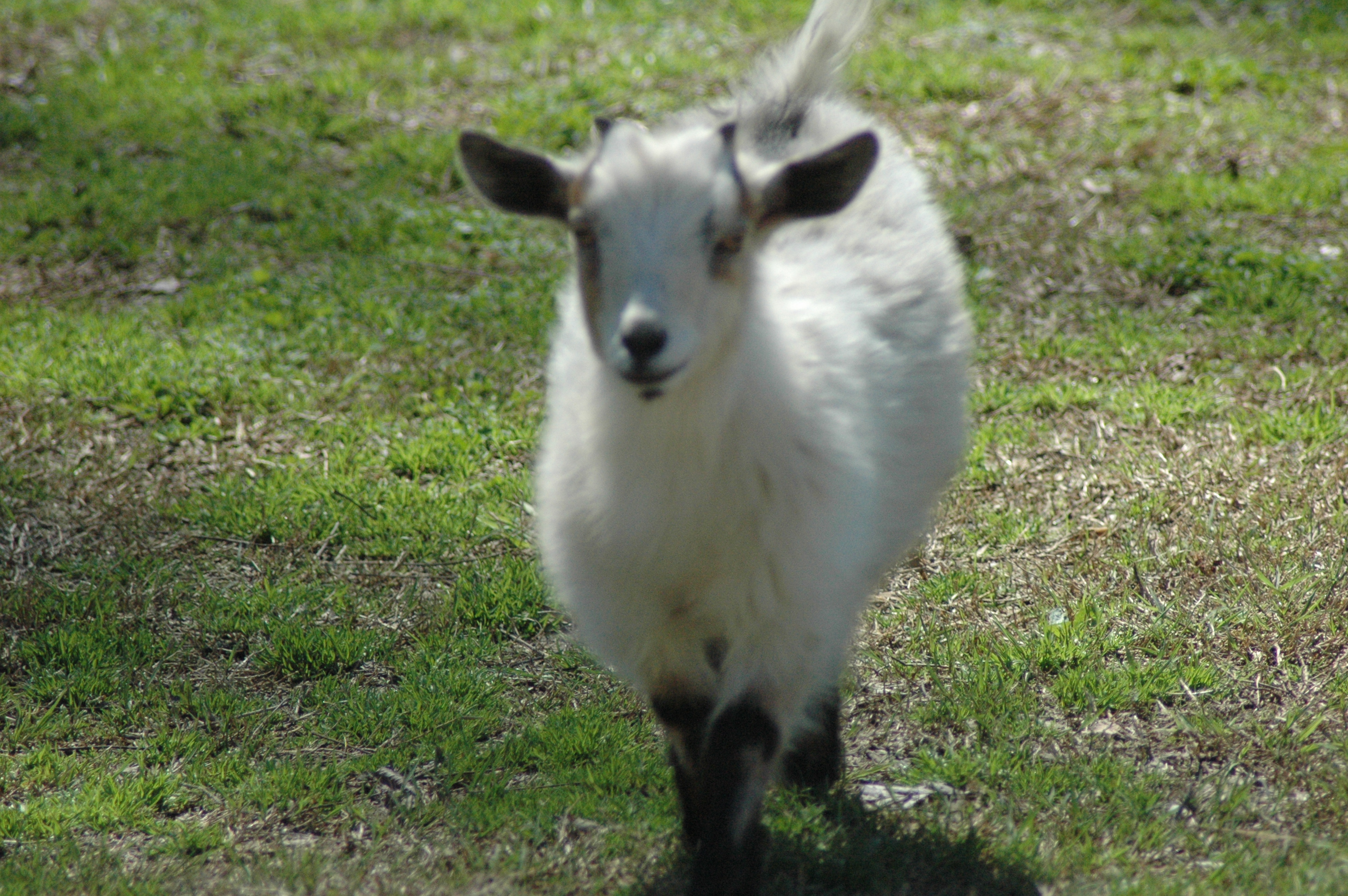 Porch Goat at Triple 5 Farms