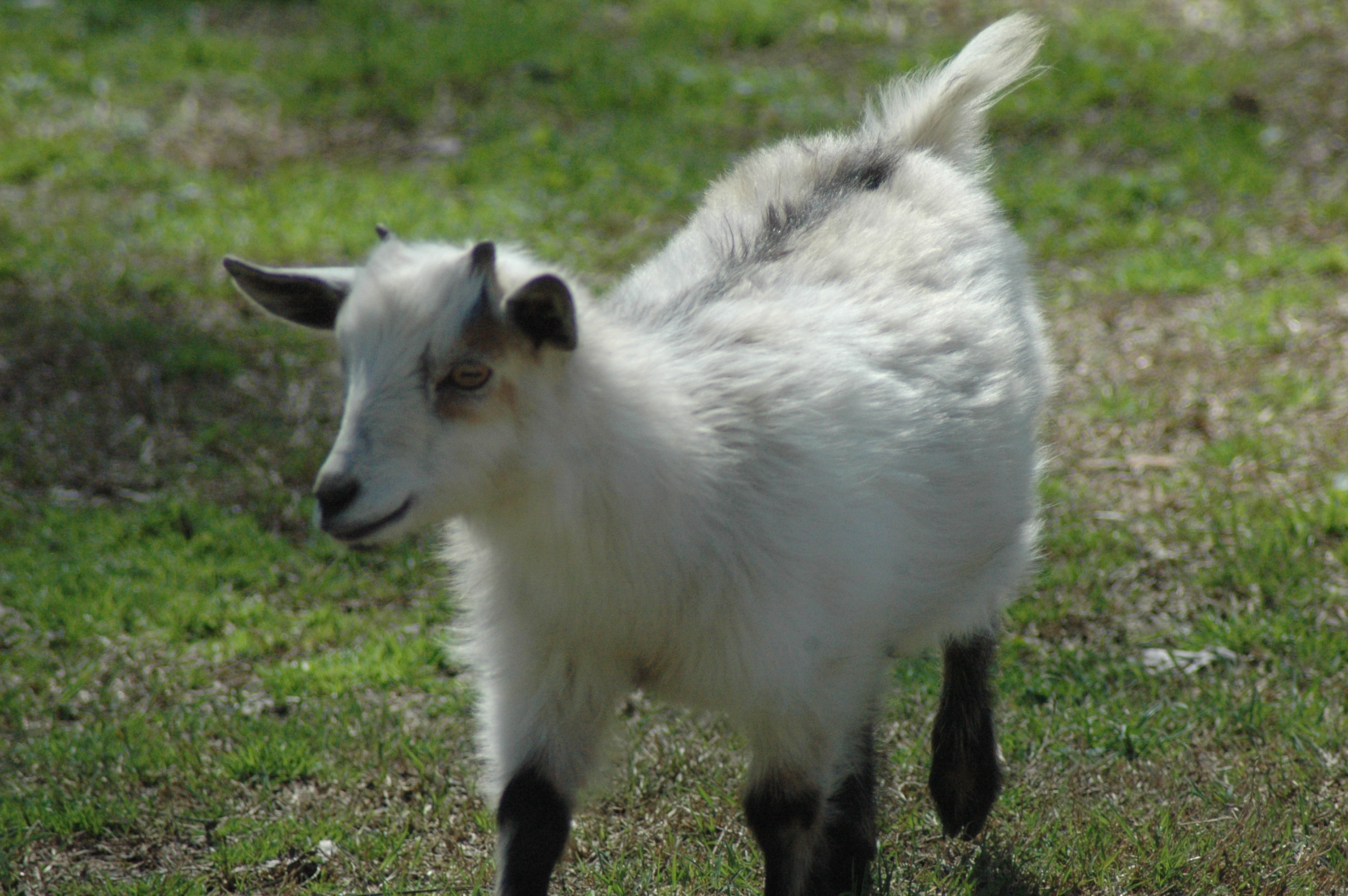Porch Goat at Triple 5 Farms