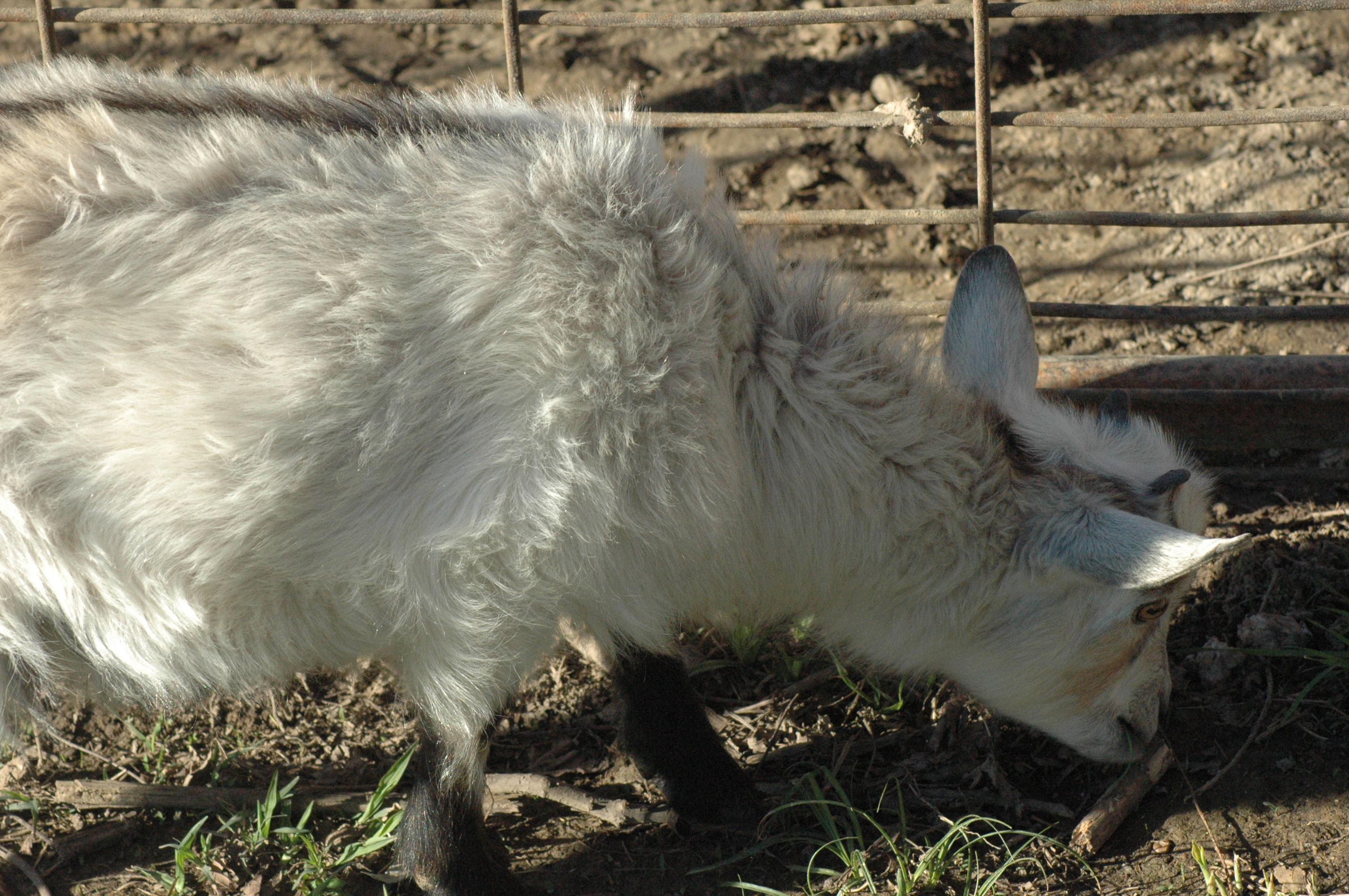 Porch Goat at Triple 5 Farms