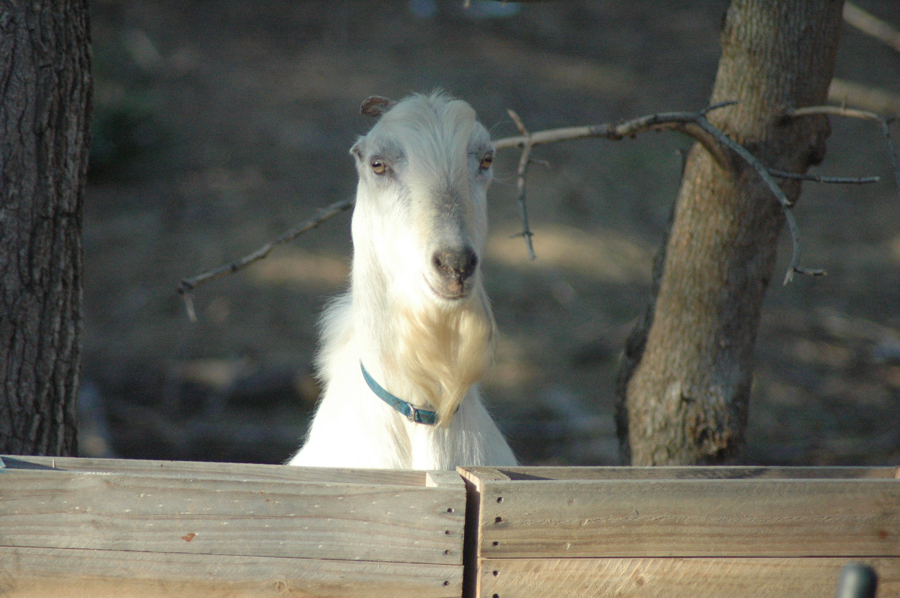 Prince at Triple 5 Farms