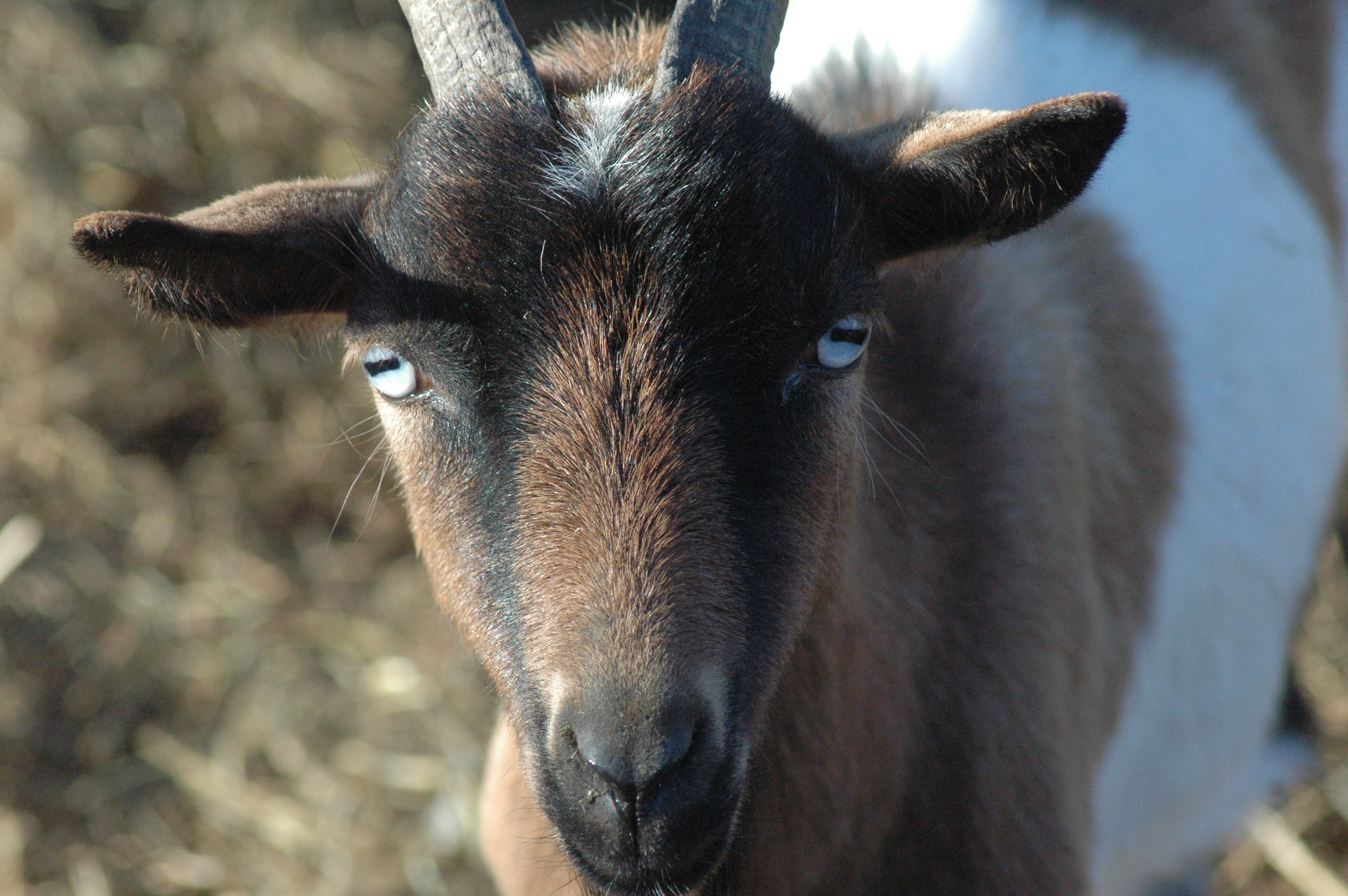 Rosie at Triple 5 Farms