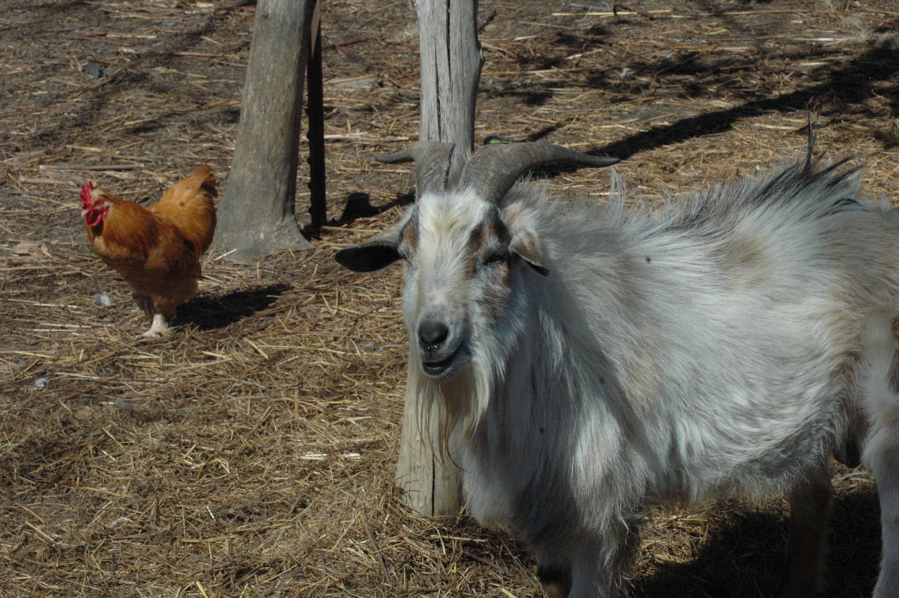 Willie at Triple 5 Farms