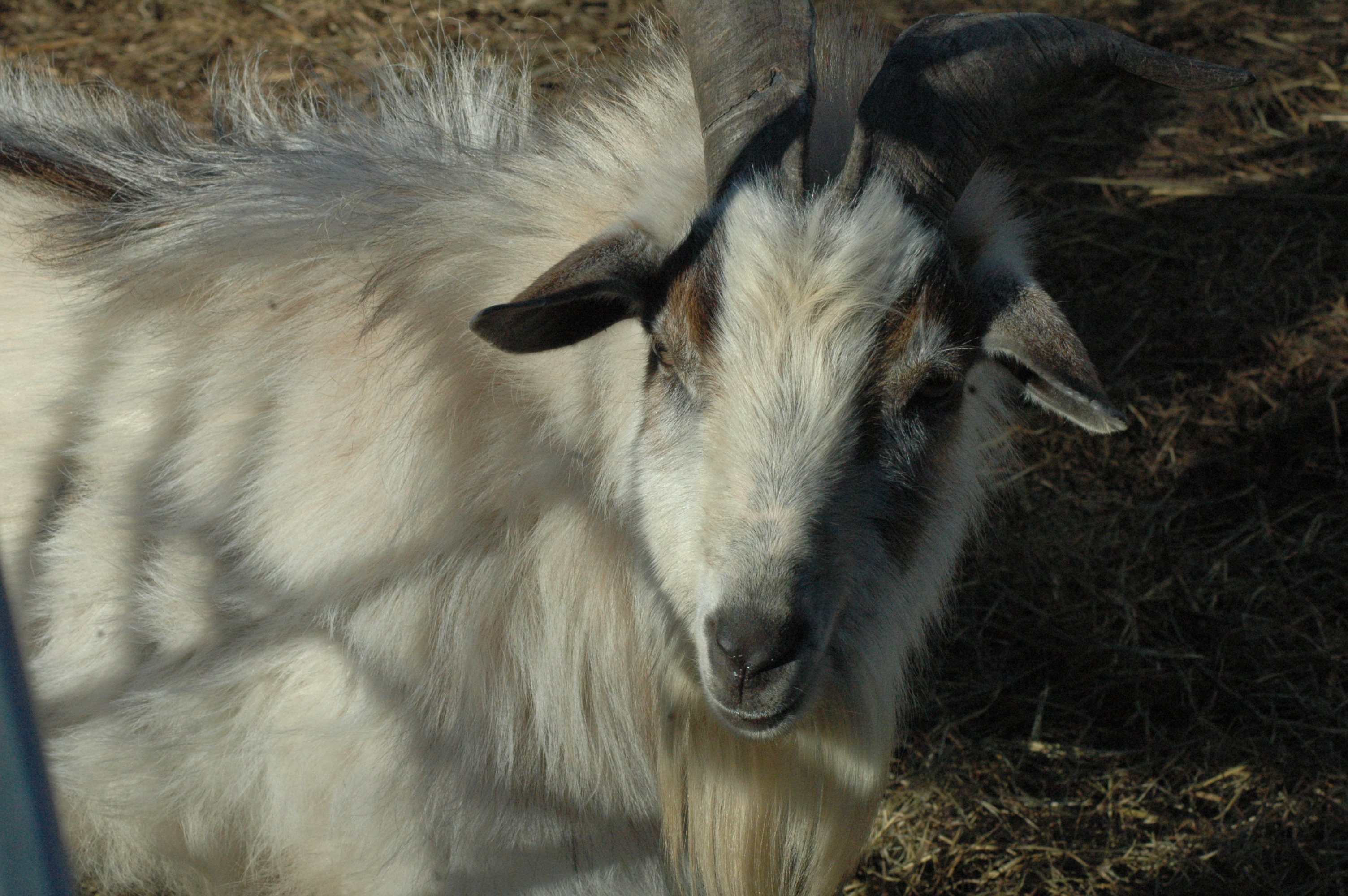Willie at Triple 5 Farms