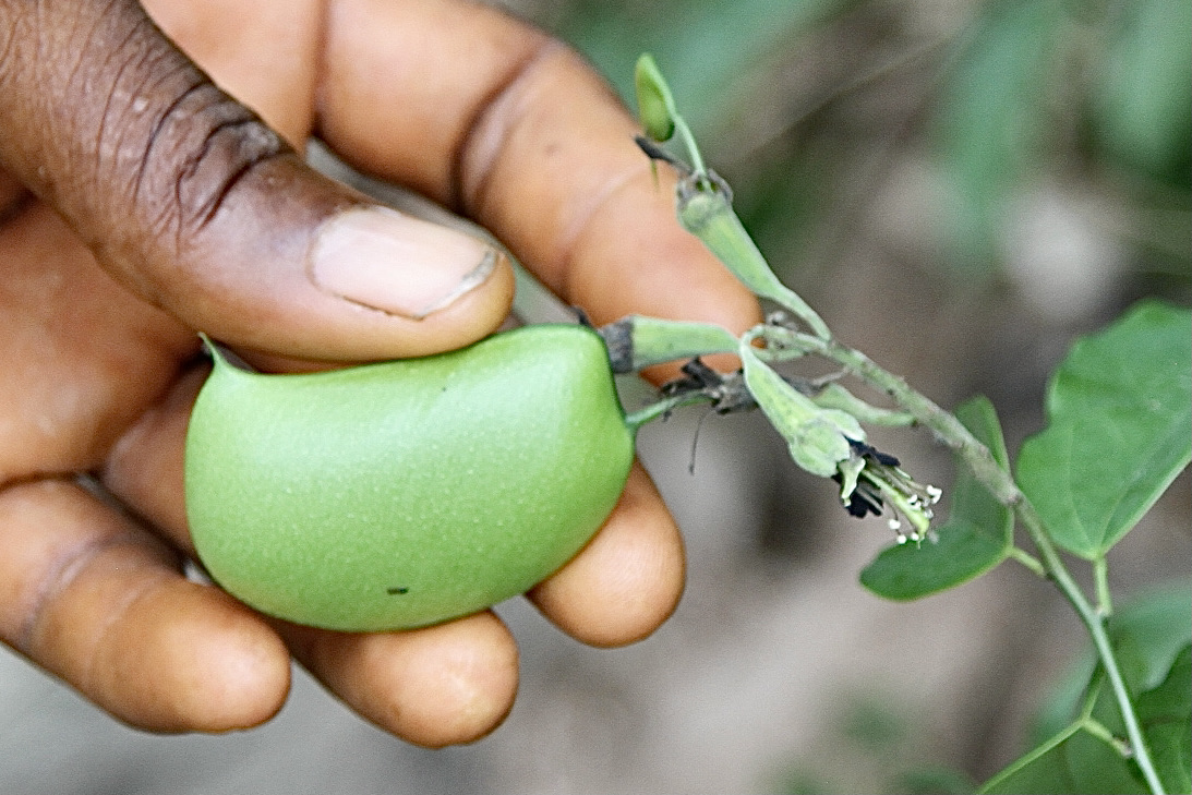 5-HTP flower identification view