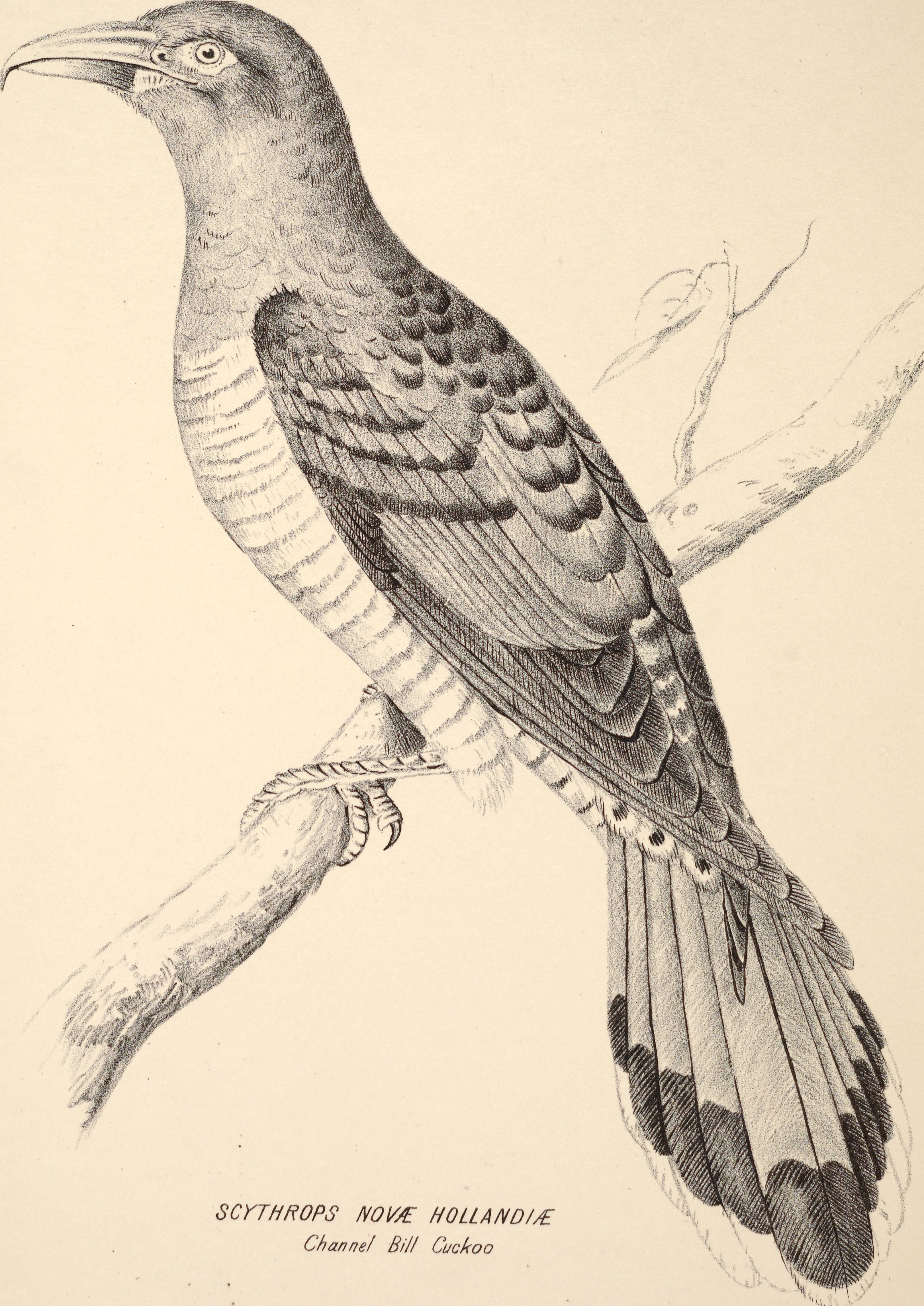 5-HTP fruit identification view