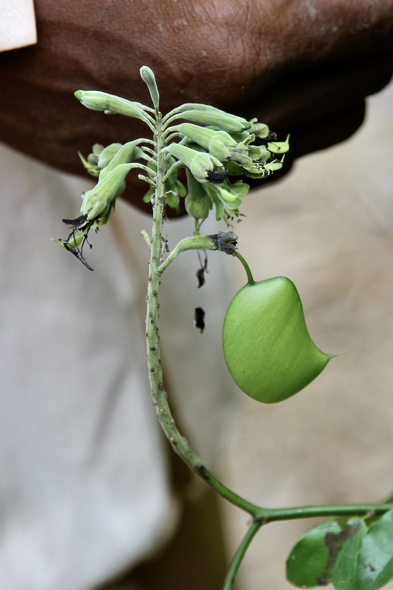 5-HTP leaf identification view