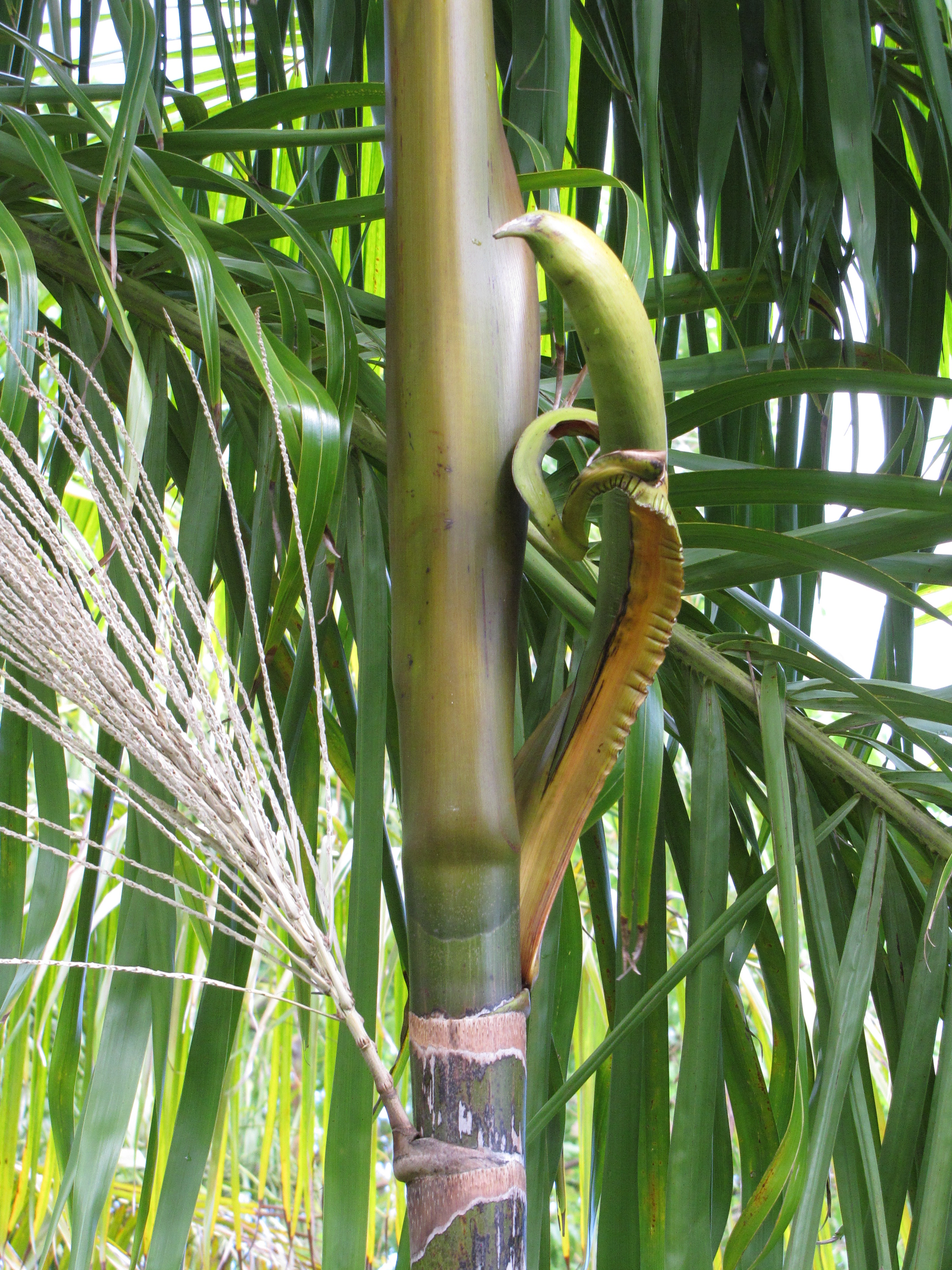 Açai flower identification view