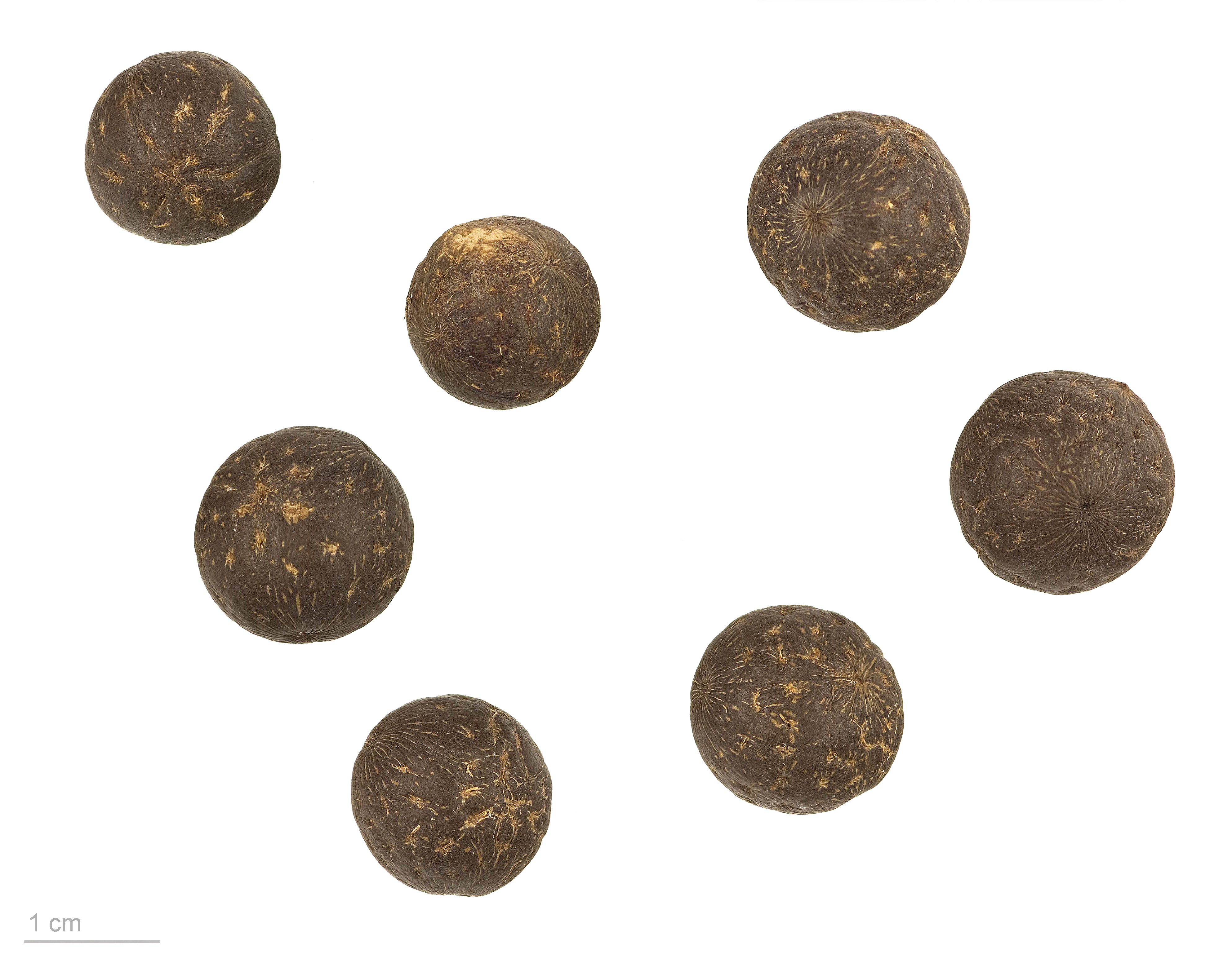 Açai plant identification view