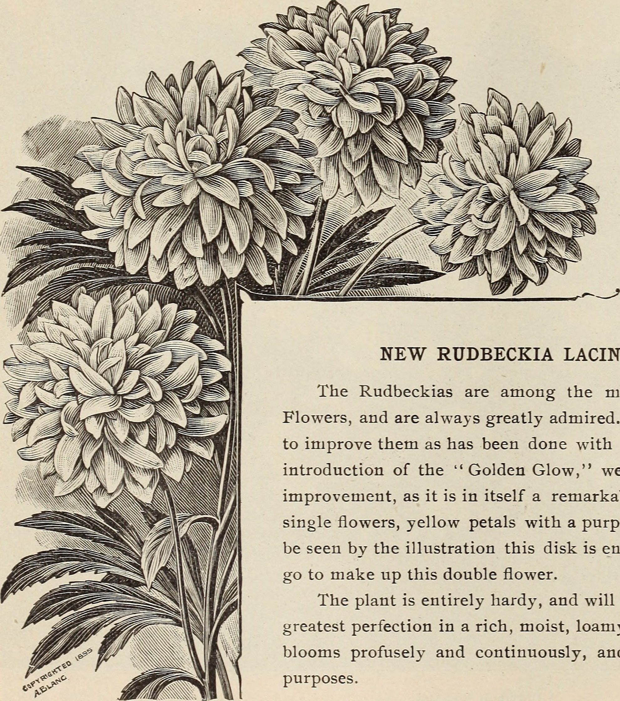 Abscess root fruit identification view