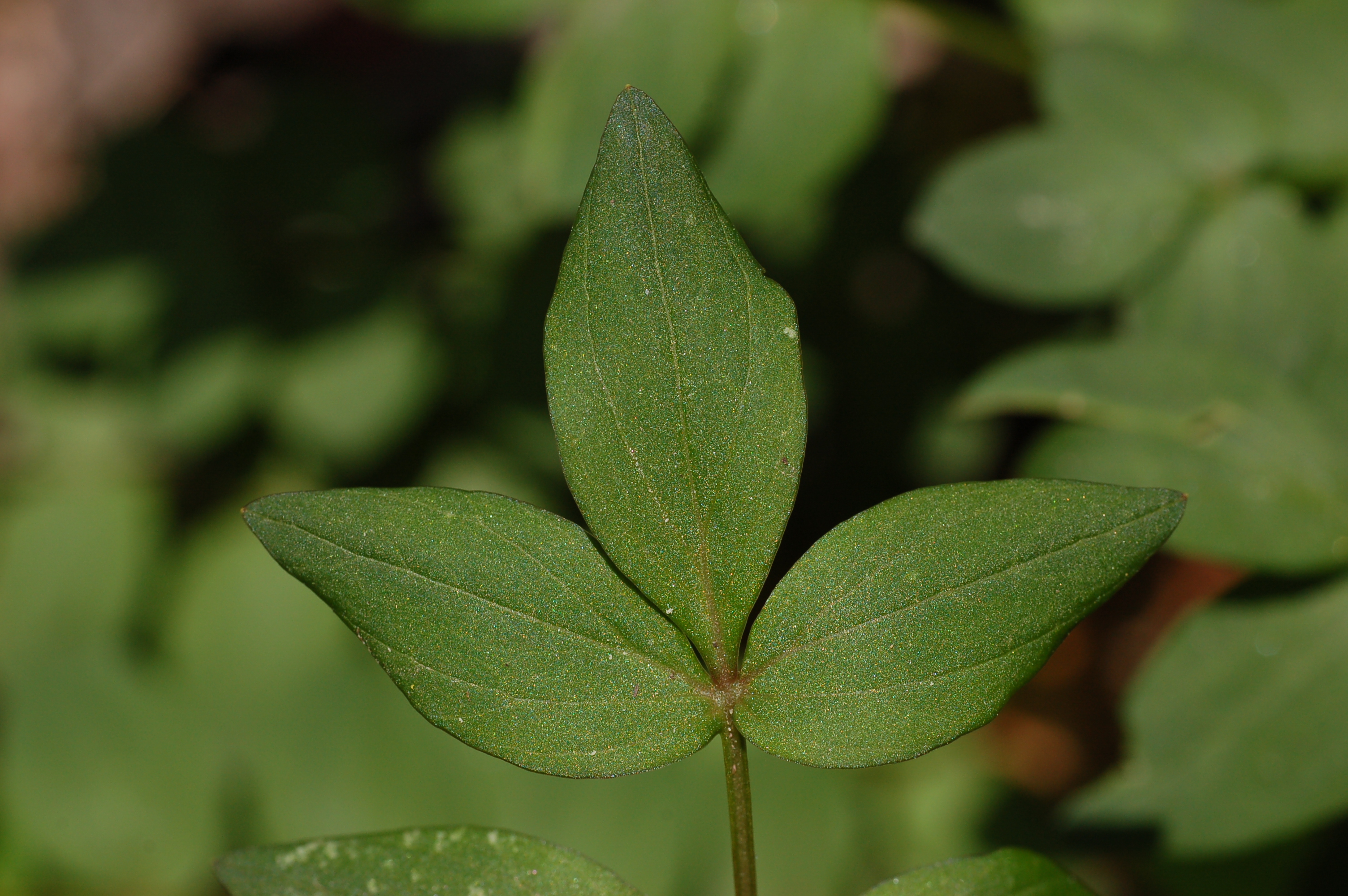 Abscess root leaf identification view