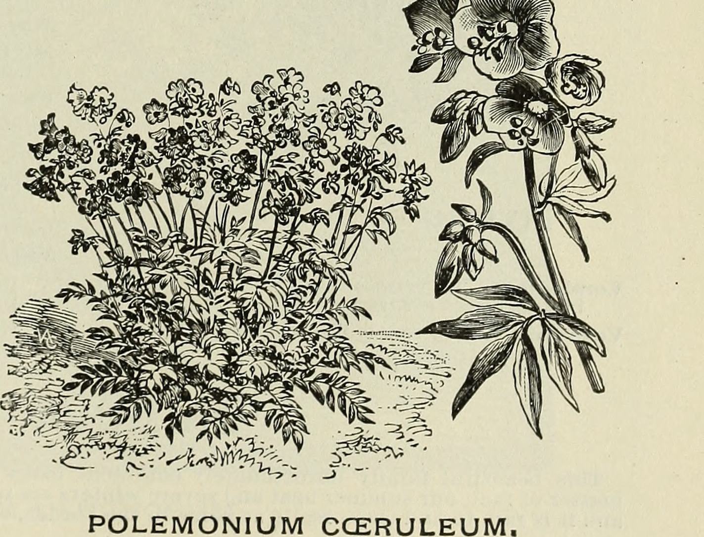 Abscess root stem identification view