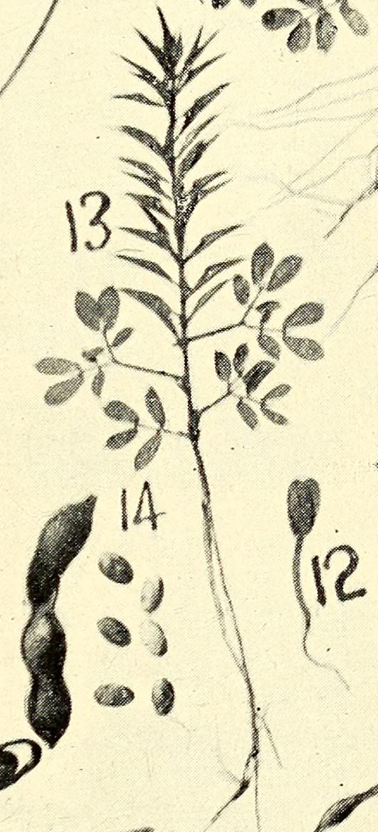 Acacia sensu lato leaf identification view