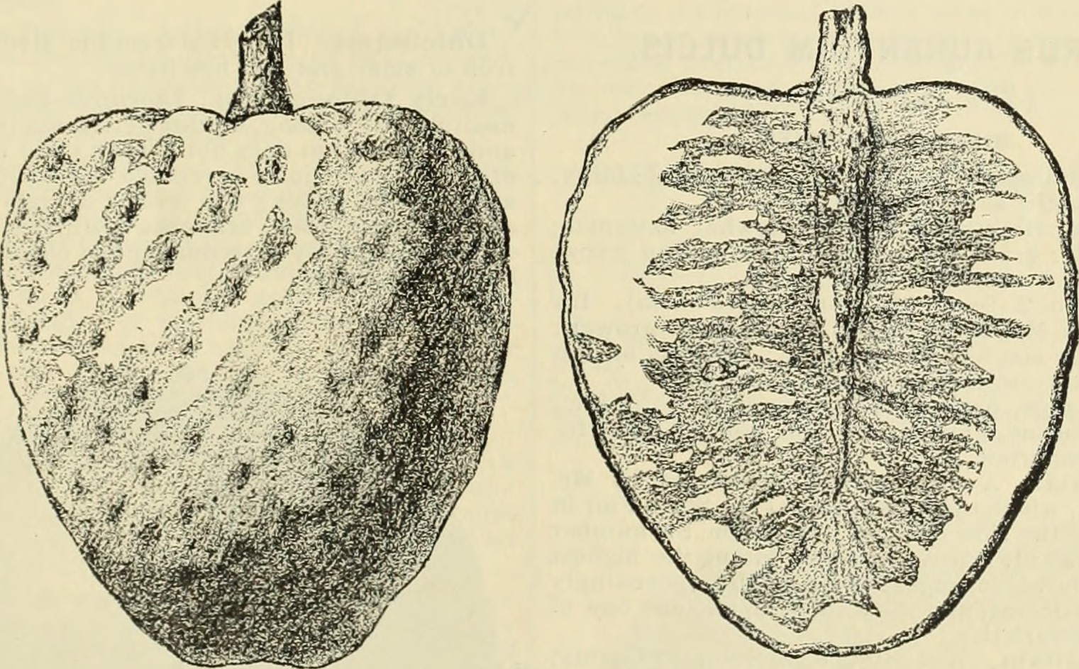 Acacia sensu lato plant identification view