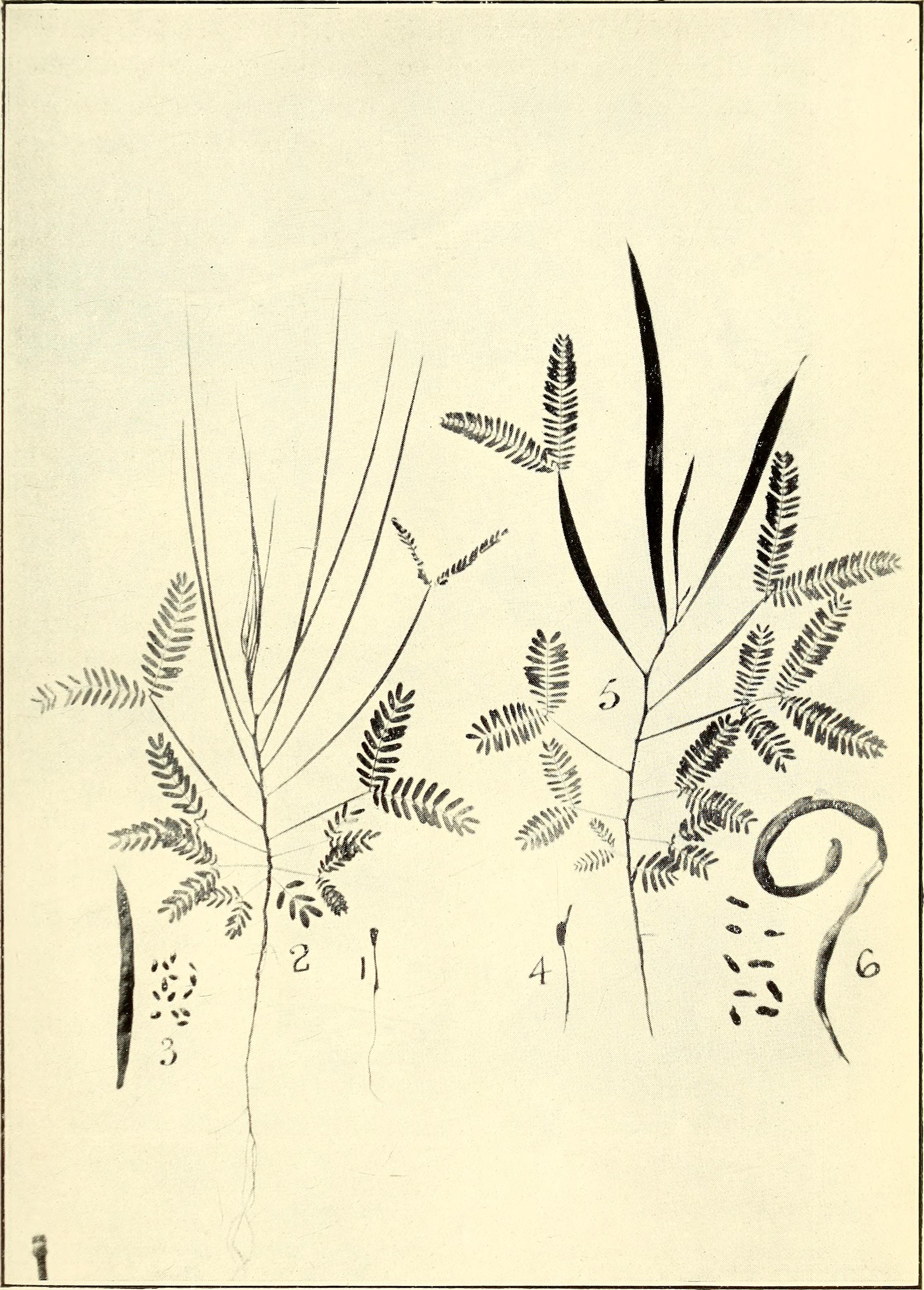 Acacia sensu lato stem identification view