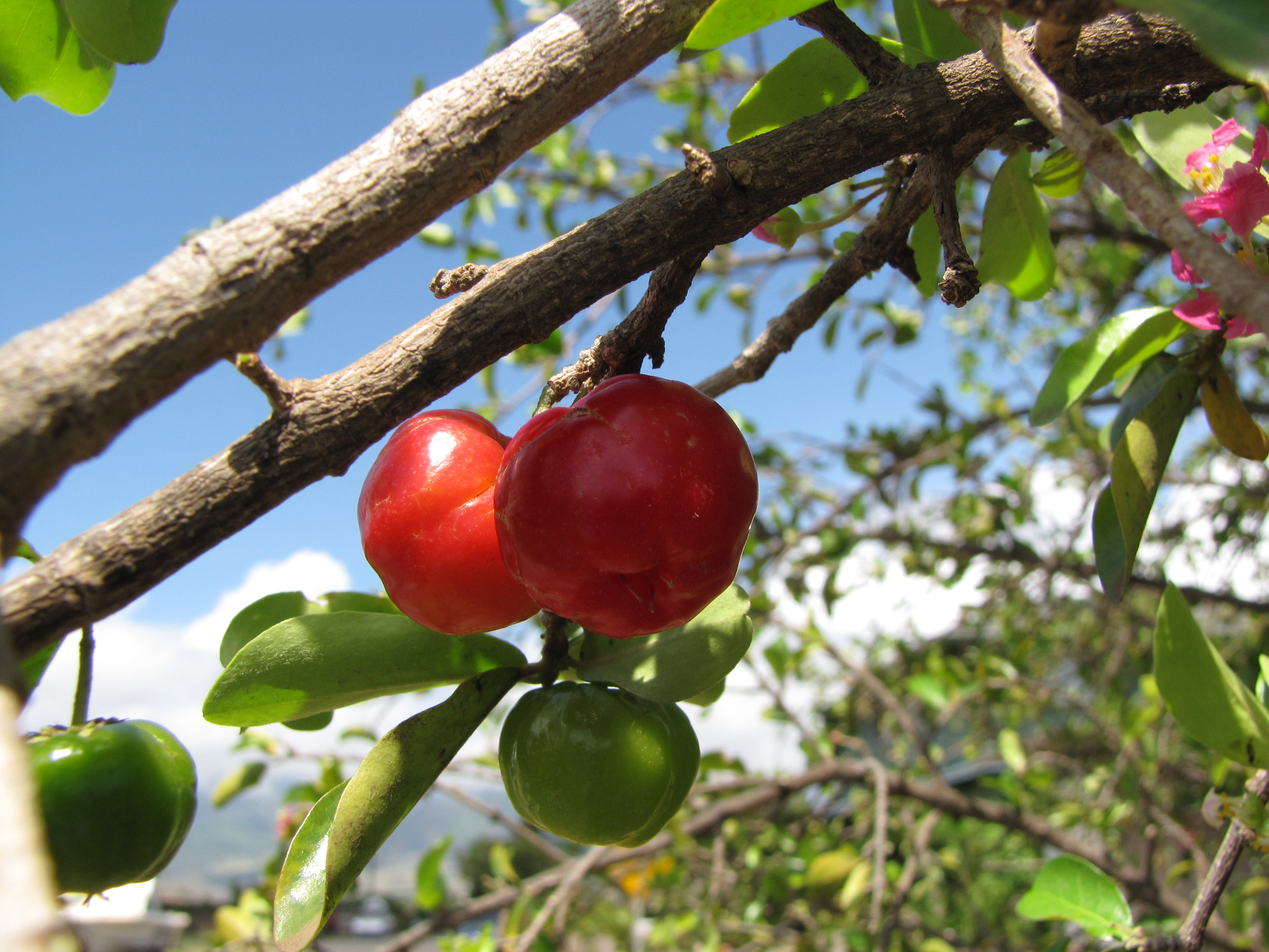 Acerola fruit identification view