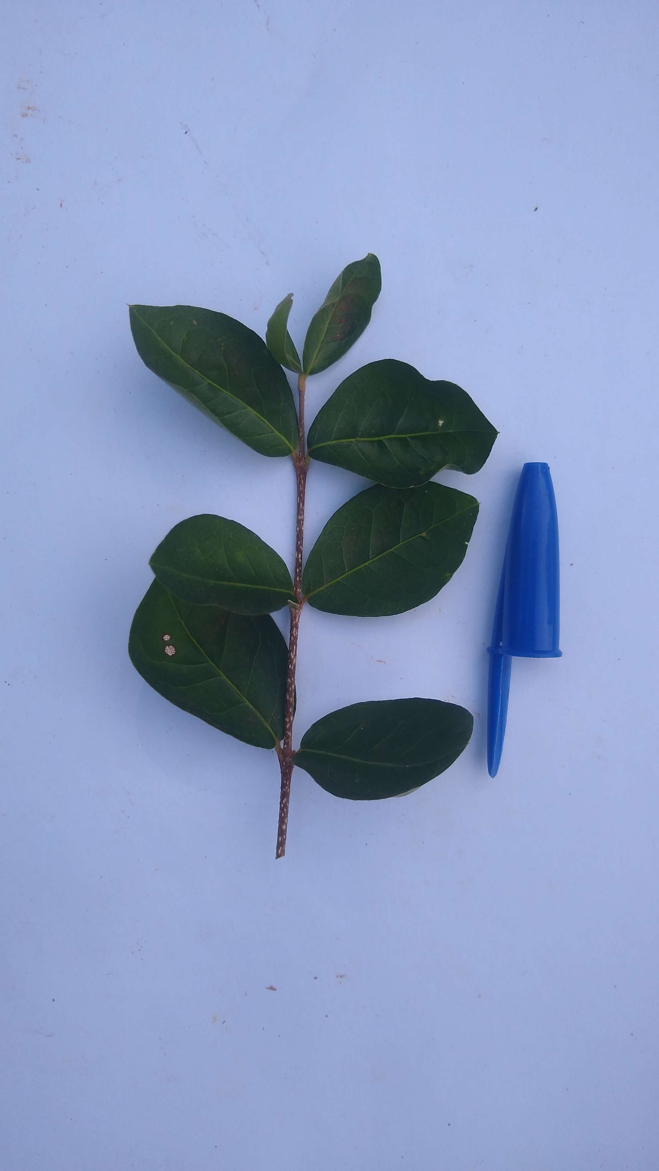 Acerola leaf identification view